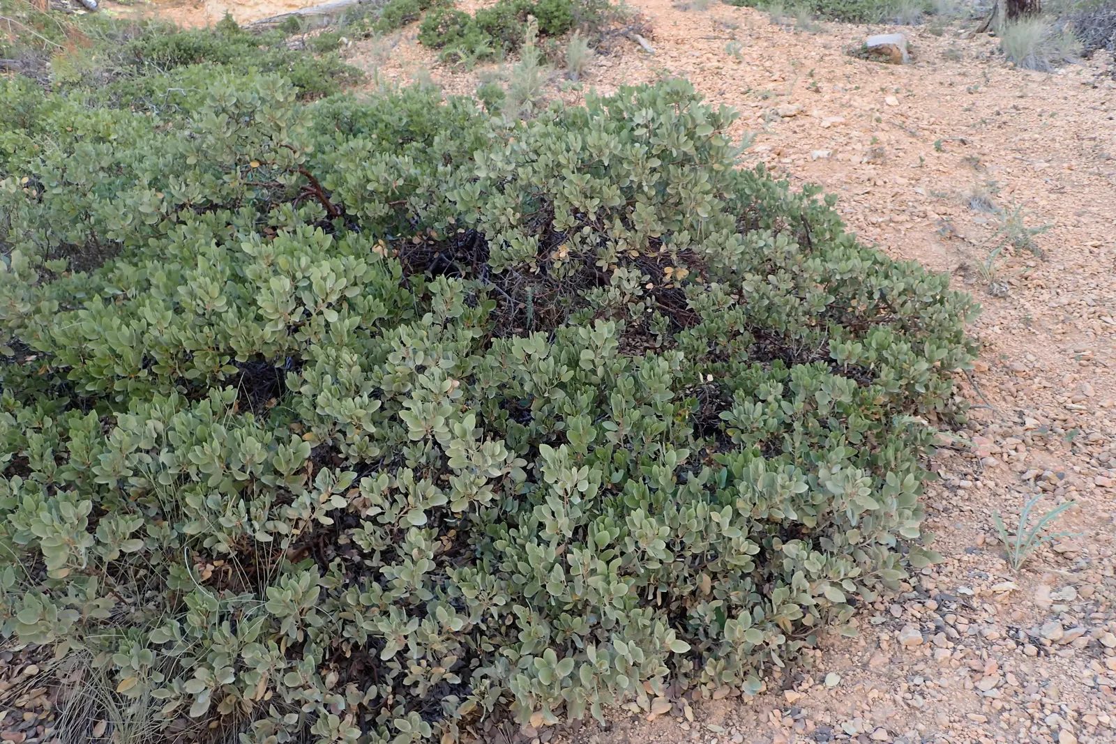 Greenleaf Manzanita (Arctostaphylos Patula) — Its drought tolerance is exceptional once established
