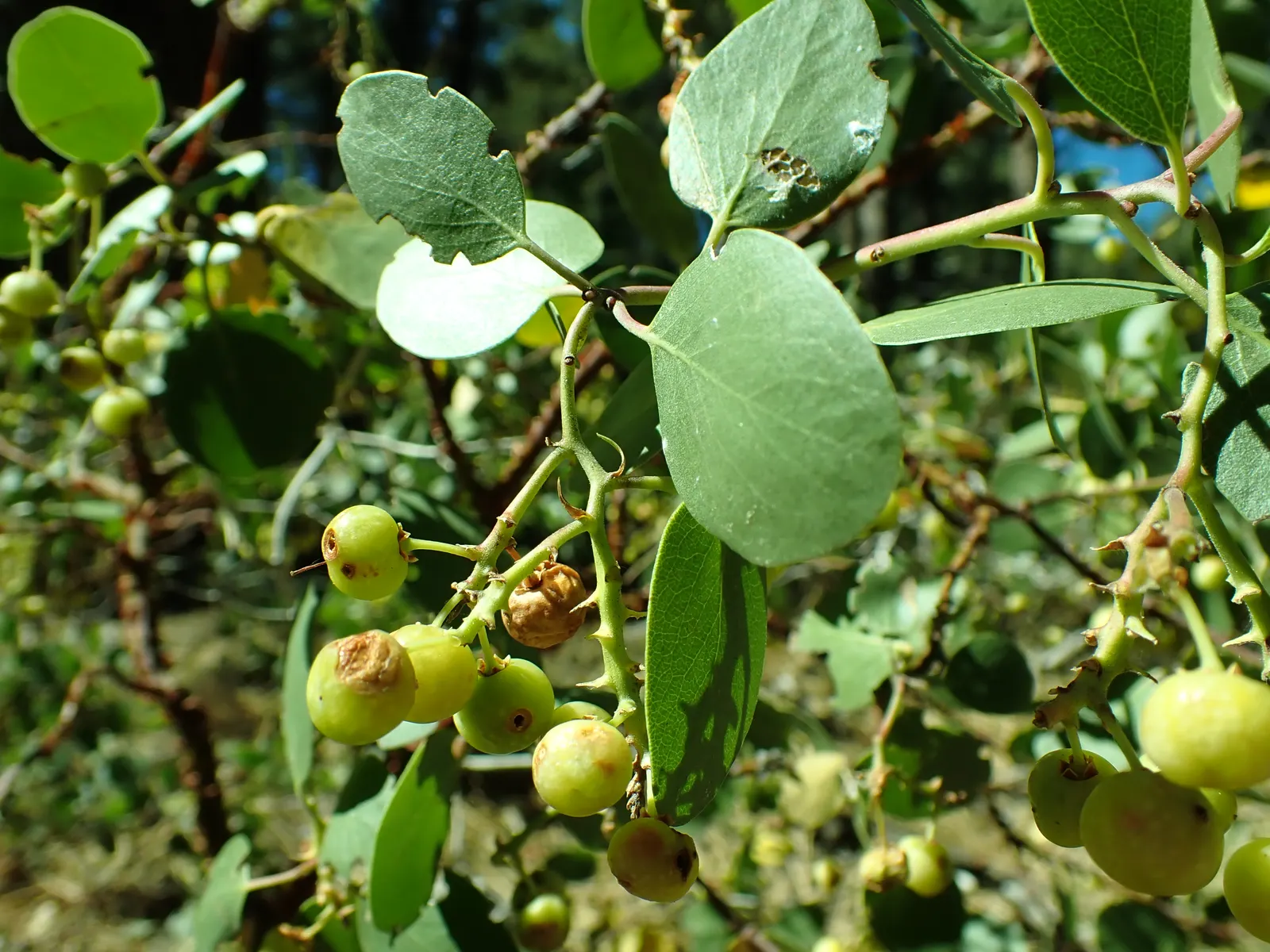 Greenleaf Manzanita (Arctostaphylos Patula) — It boasts a twisting structure, reaching 3-6 feet high and 5-10 feet wide