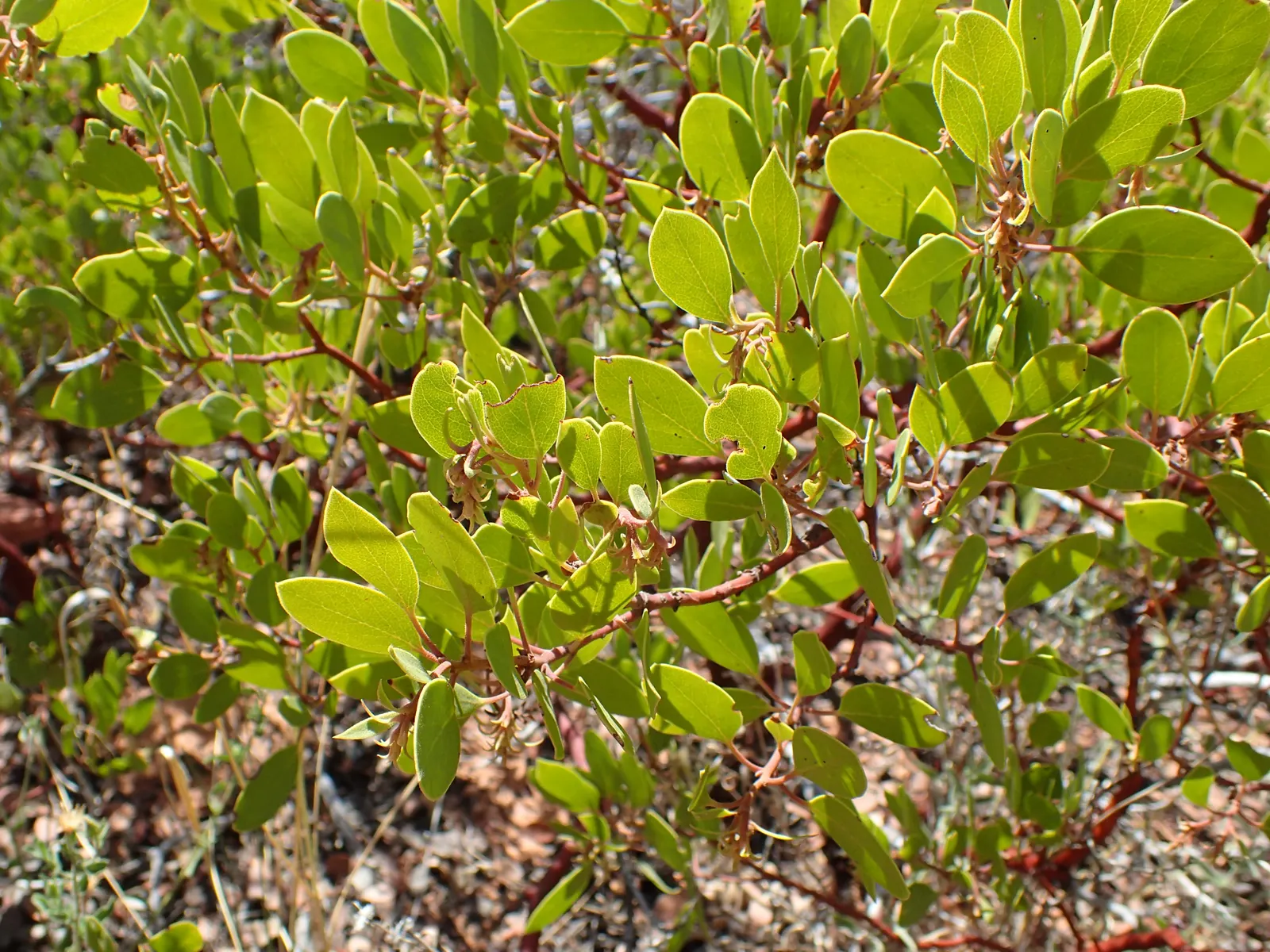 Greenleaf Manzanita (Arctostaphylos Patula) — which not only add a splash of color but also attract pollinators like bees and butterflies