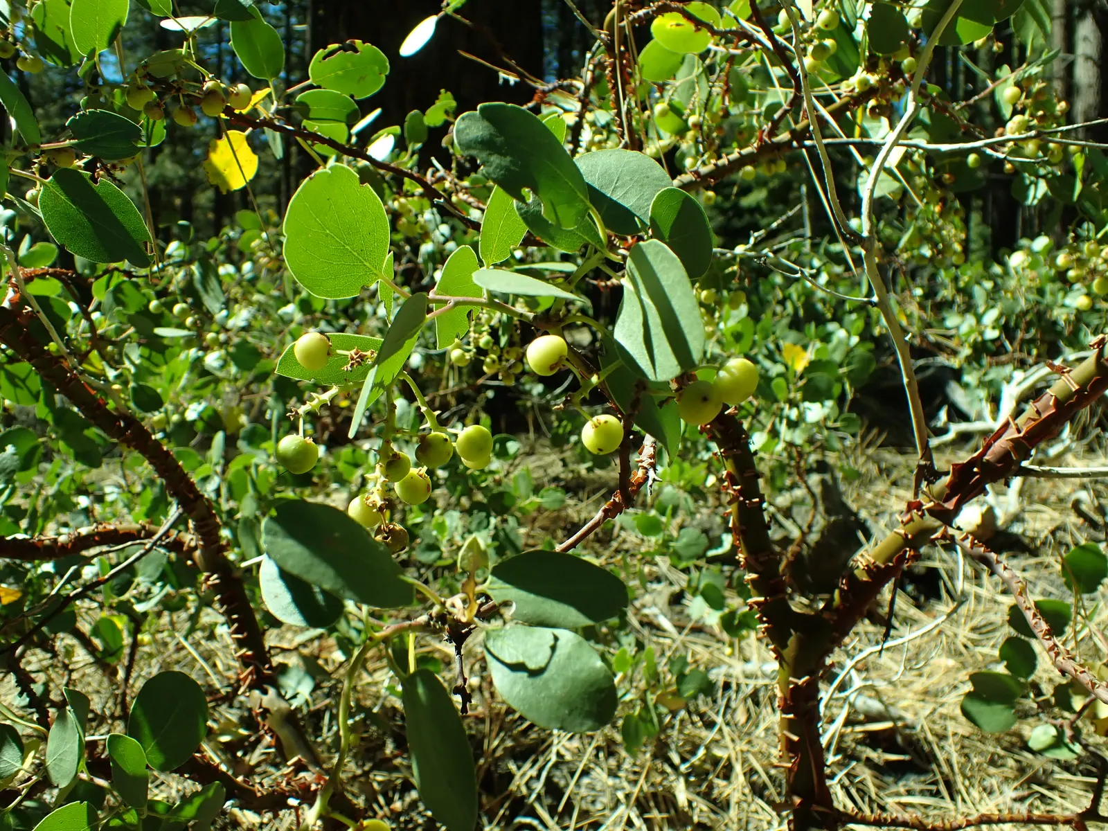 Greenleaf Manzanita (Arctostaphylos Patula) — making it an ideal candidate for xeriscaping or regions with water restrictions