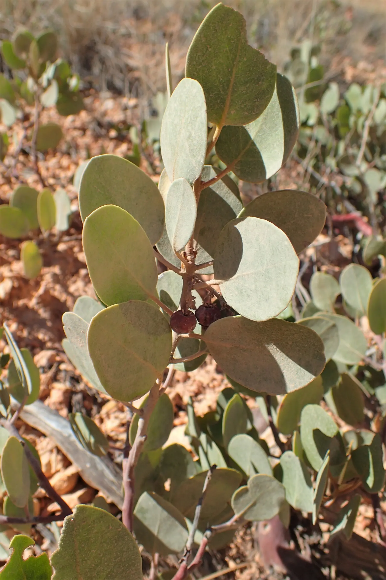 Greenleaf Manzanita (Arctostaphylos Patula) — Boasting an average height of 3 to 6 feet with a spread of 4 to 8 feet