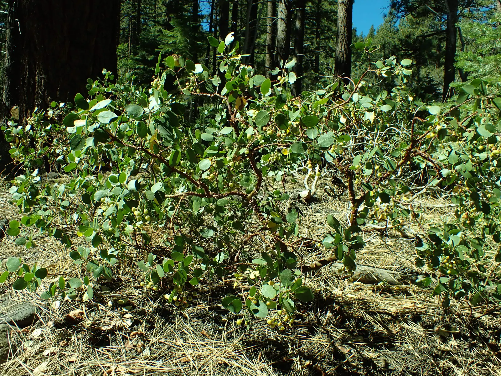 Greenleaf Manzanita (Arctostaphylos Patula) — the plant produces red to brownish spherical berries