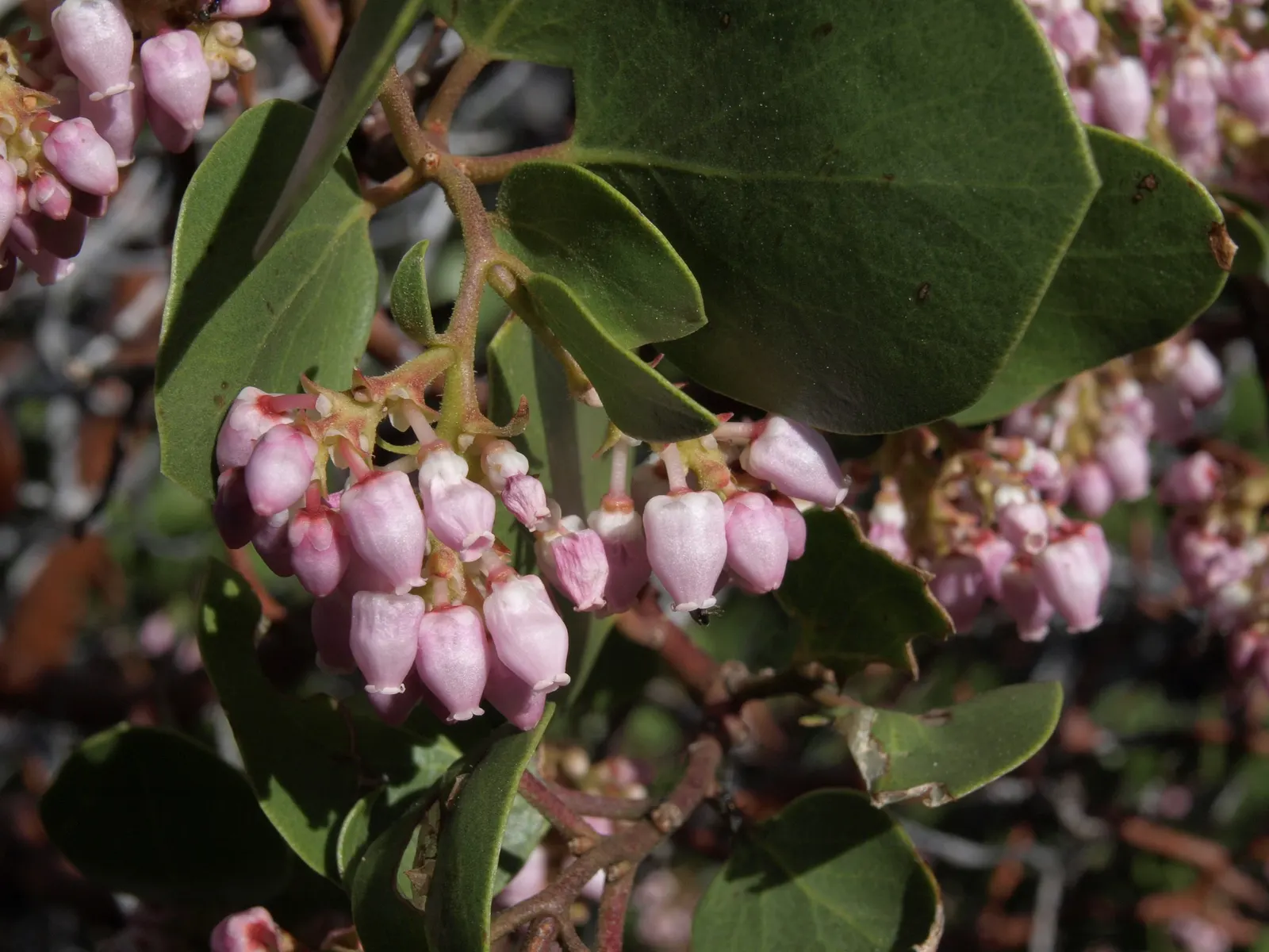 Greenleaf Manzanita (Arctostaphylos Patula) — shiny appearance that persists throughout the year