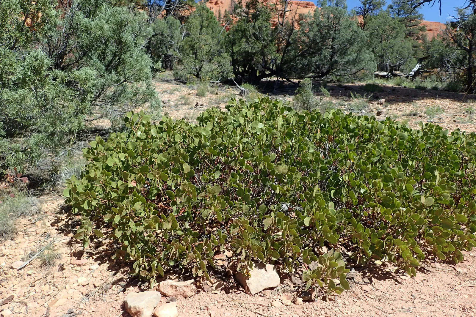 Greenleaf Manzanita (Arctostaphylos Patula) — requiring well-drained soils