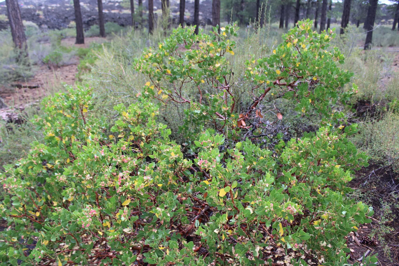 Greenleaf Manzanita (Arctostaphylos Patula) — it produces white to pink flowers which mature into reddish-brown berries