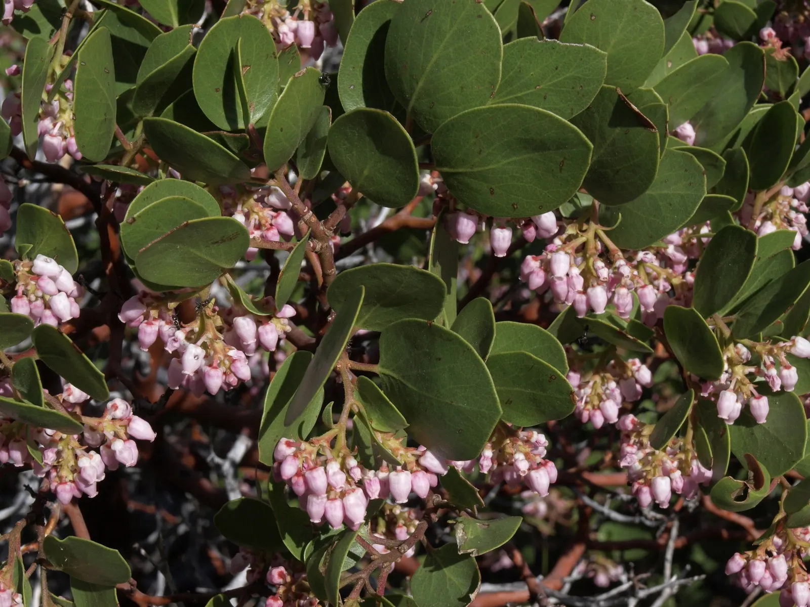 Greenleaf Manzanita (Arctostaphylos Patula) — low-maintenance garden layouts
