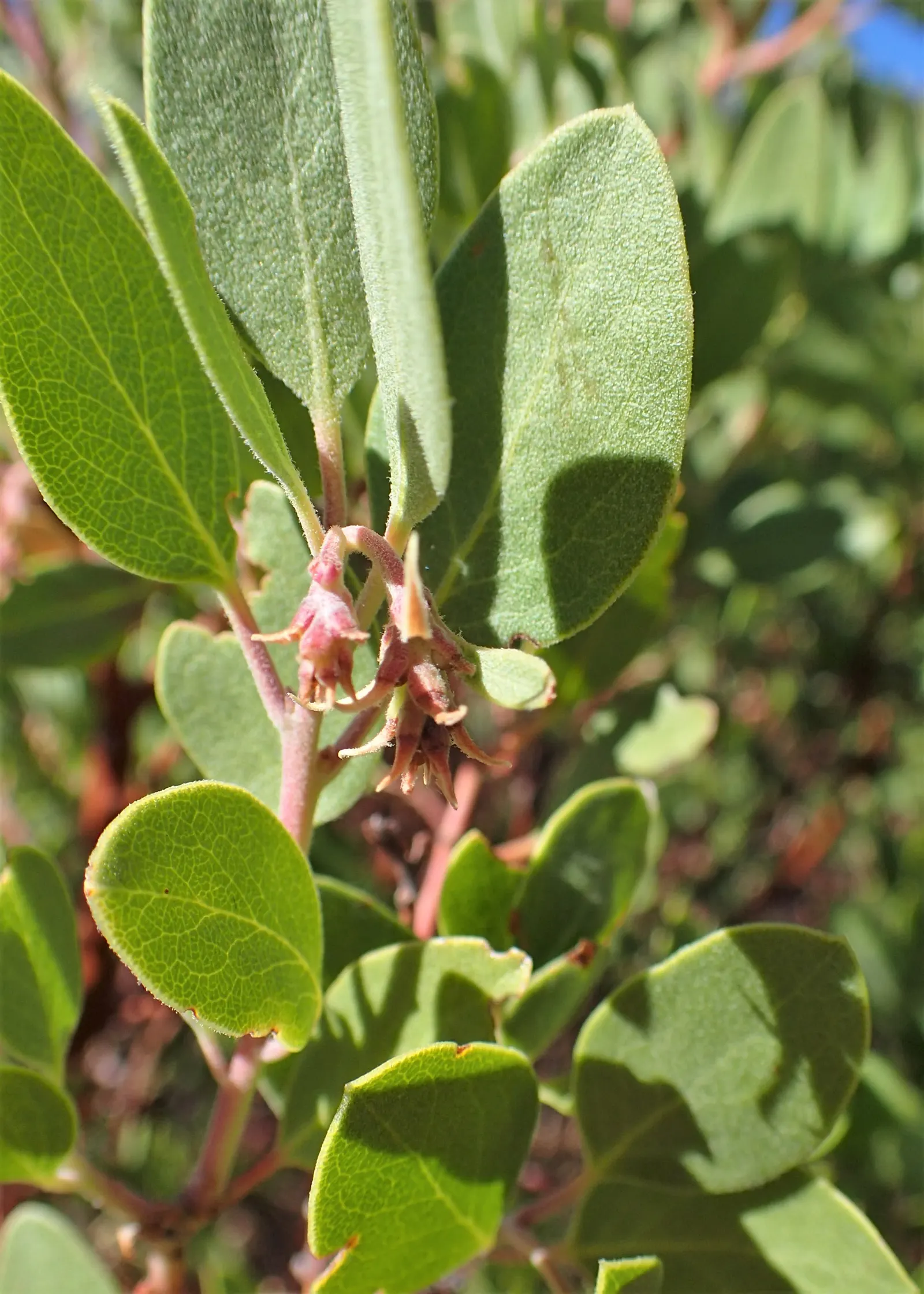 Greenleaf Manzanita (Arctostaphylos Patula) — pink flowers in the garden