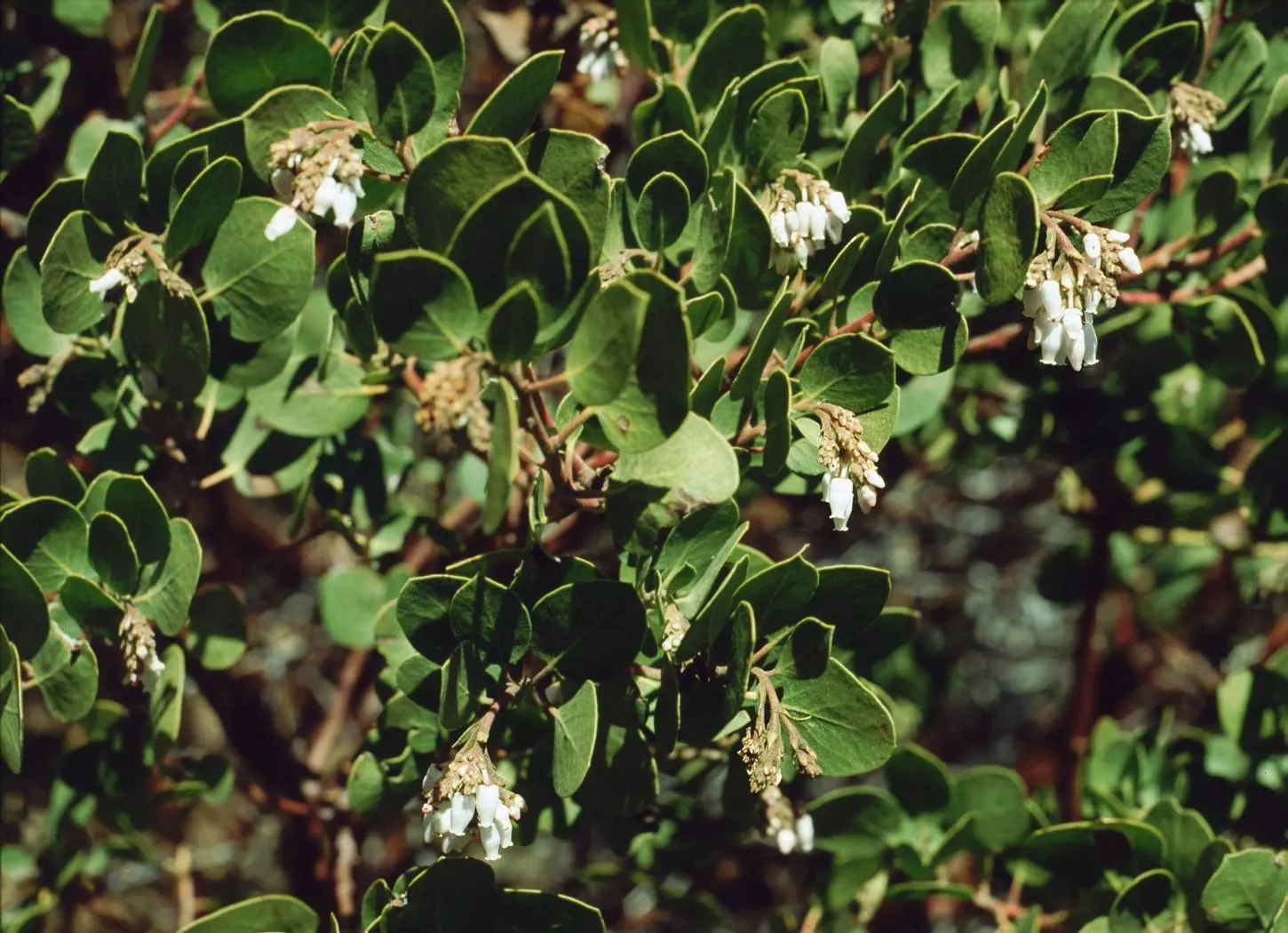 Greenleaf Manzanita (Arctostaphylos Patula) — it produces white to pink flowers which mature into reddish-brown berries; characterized by its smooth