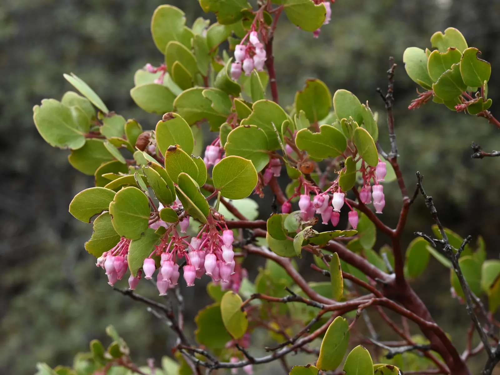 Greenleaf Manzanita (Arctostaphylos Patula) — A resilient evergreen shrub, the Greenleaf Manzanita (Arctostaphylos patula) thrives in USDA zones 5-9
