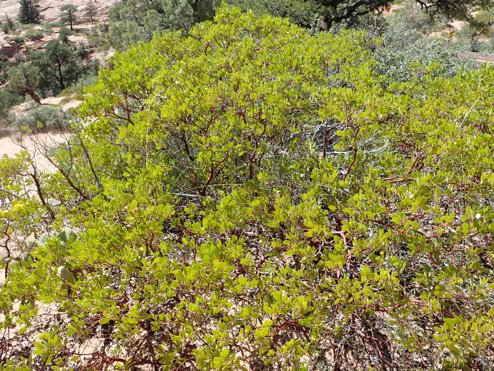 Greenleaf Manzanita (Arctostaphylos Patula) — pink flowers in the garden; prefers well-drained soils and full sun, adding a rugged, naturalistic appeal to any