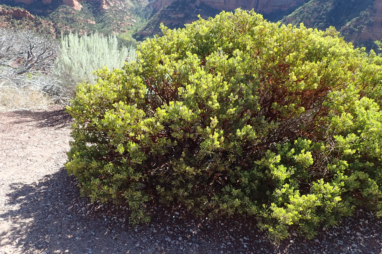 Greenleaf Manzanita (Arctostaphylos Patula) — The leaves are characteristically oval