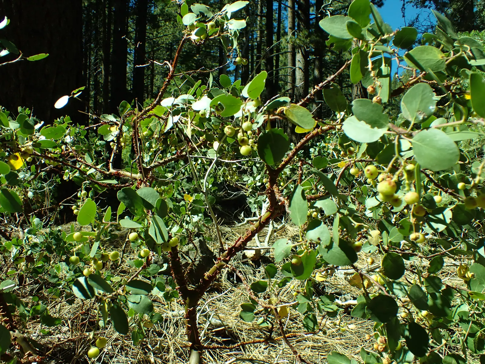 Greenleaf Manzanita (Arctostaphylos Patula) — each approximately 0.3 to 0.5 inches in diameter