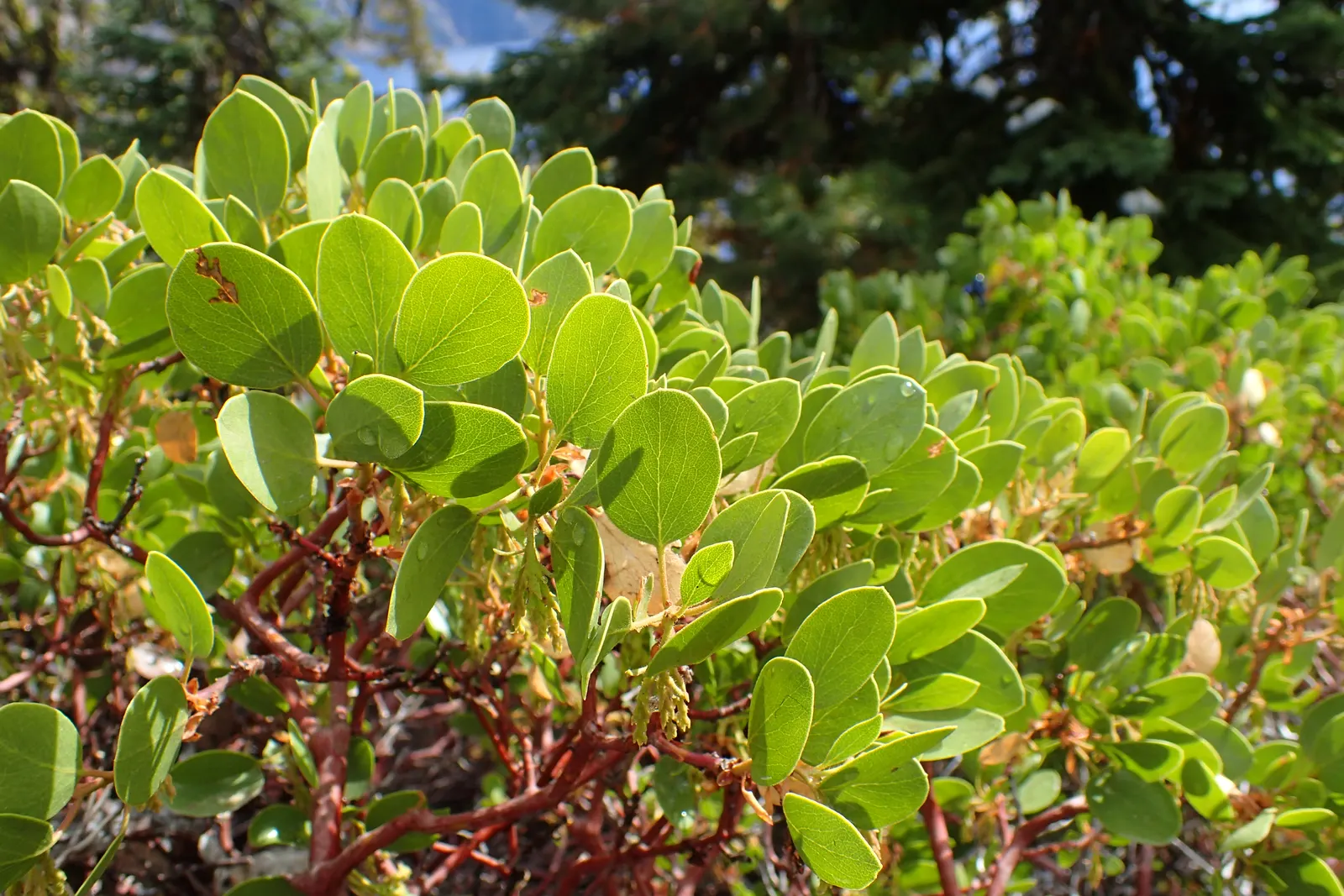 Greenleaf Manzanita (Arctostaphylos Patula) — Following the blooming period
