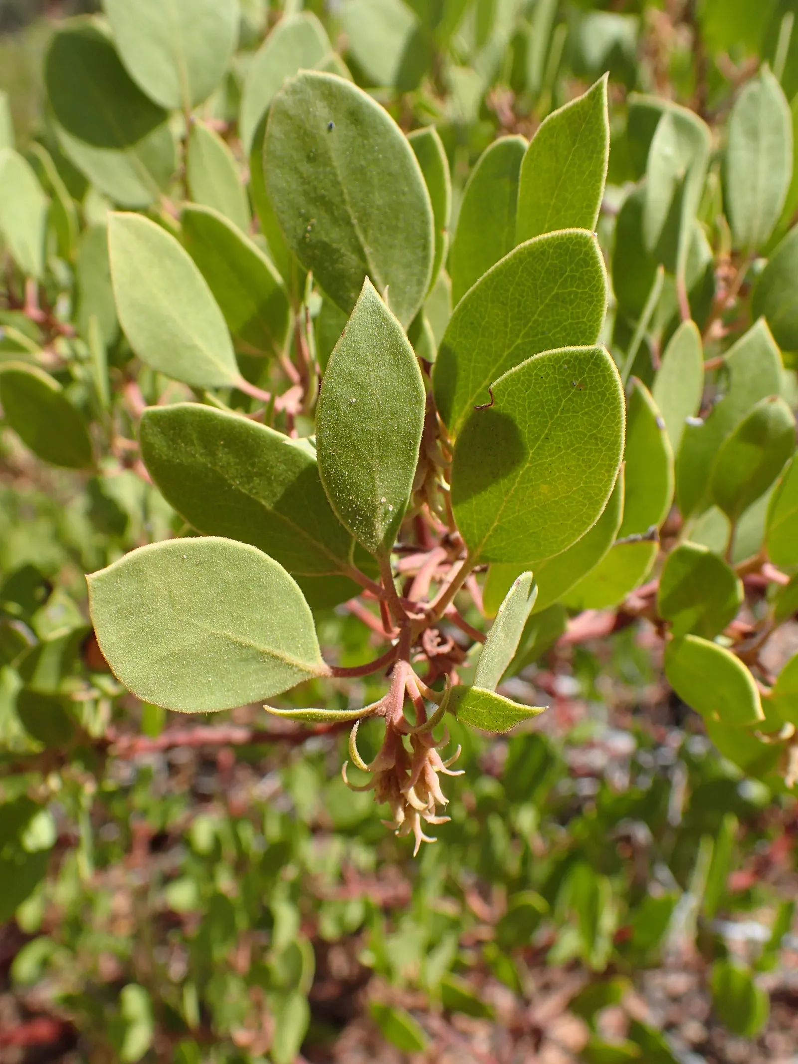 Greenleaf Manzanita (Arctostaphylos Patula) — The leaves are characteristically oval; a resilient evergreen shrub, the Greenleaf Manzanita (Arctostaphylos