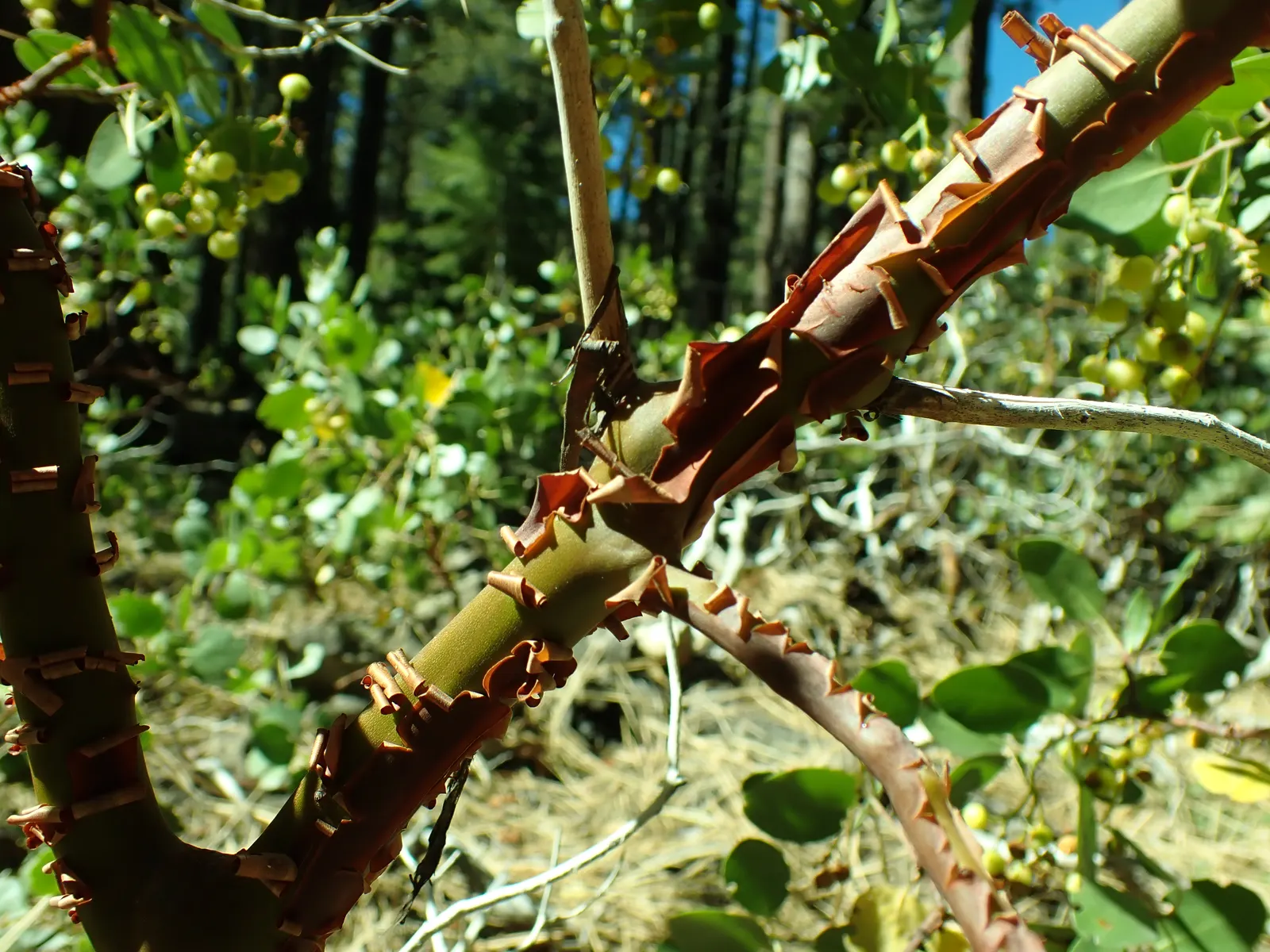 Greenleaf Manzanita (Arctostaphylos Patula) — shrub for full or half