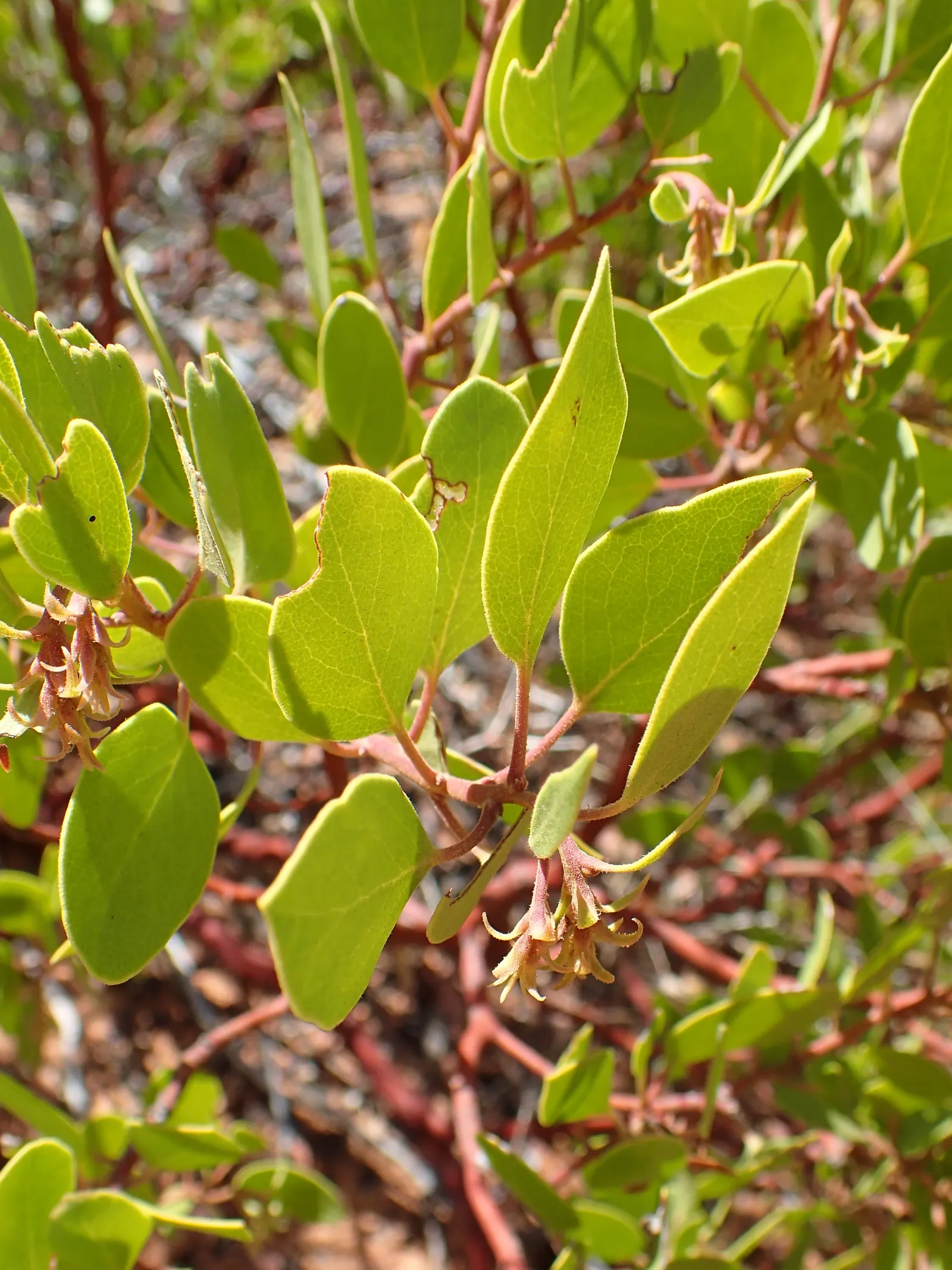 Greenleaf Manzanita (Arctostaphylos Patula) — It boasts a twisting structure, reaching 3-6 feet high and 5-10 feet wide; shiny appearance that persists