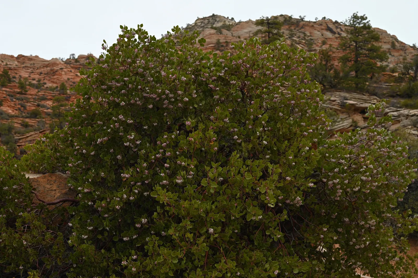 Greenleaf Manzanita (Arctostaphylos Patula) — shrub with pink blooms