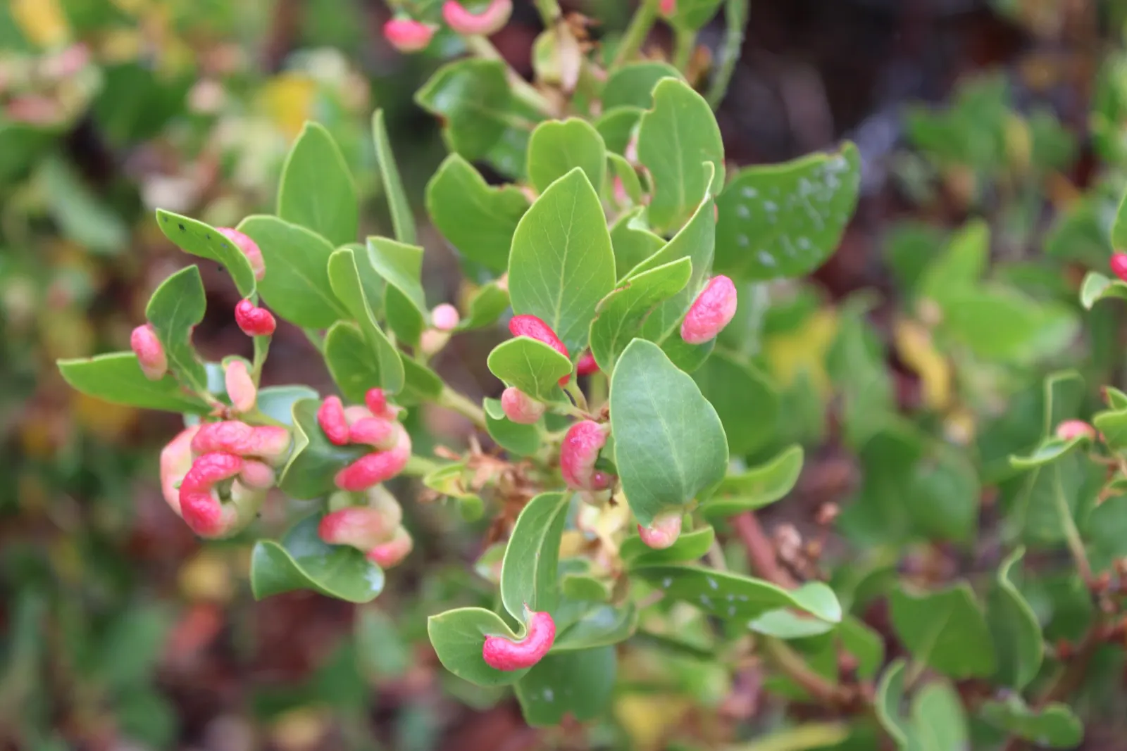 Greenleaf Manzanita (Arctostaphylos Patula) — Minimal water requirement once established