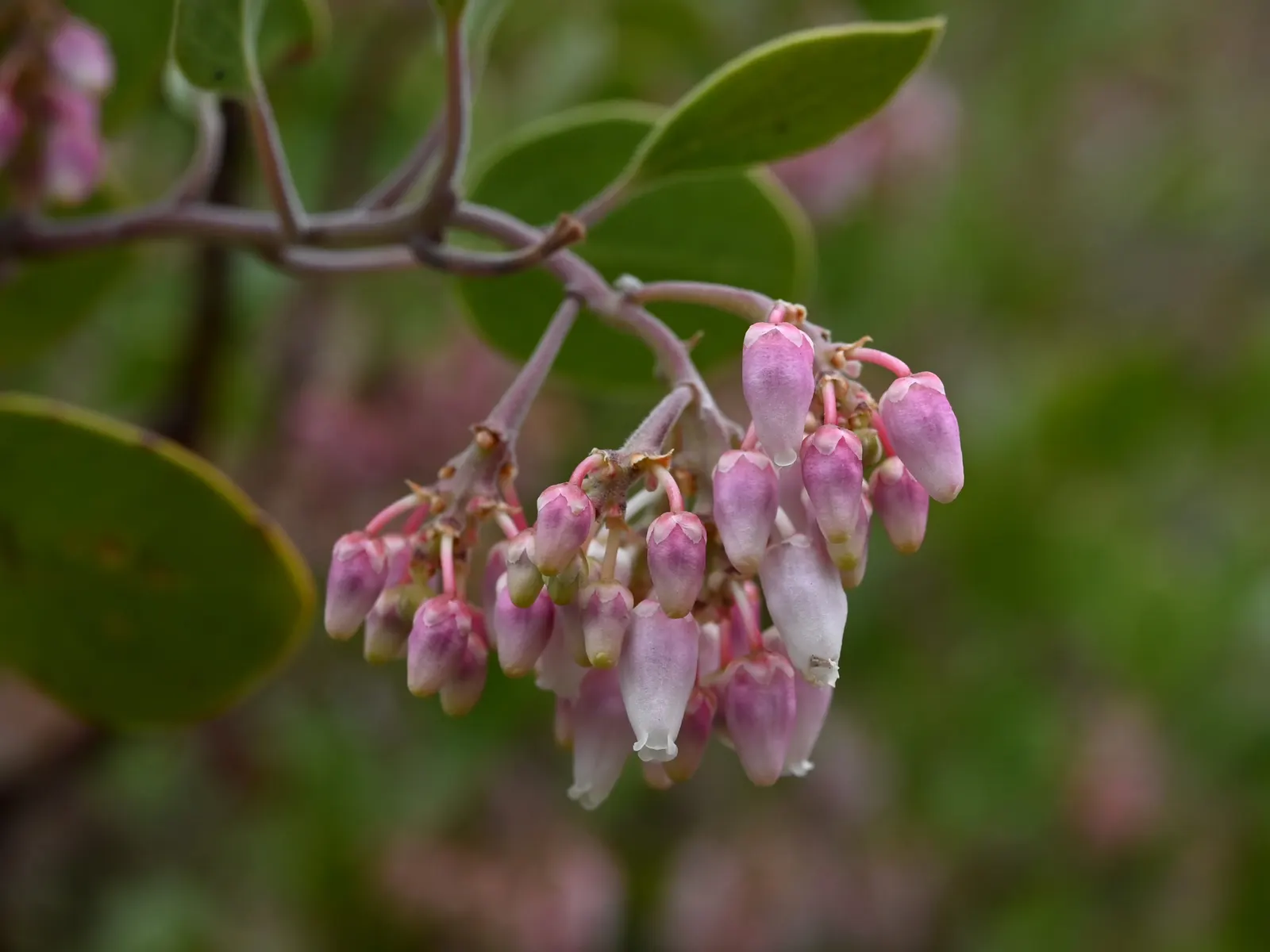 Greenleaf Manzanita (Arctostaphylos Patula) — and showing a particular preference for acidic substrates