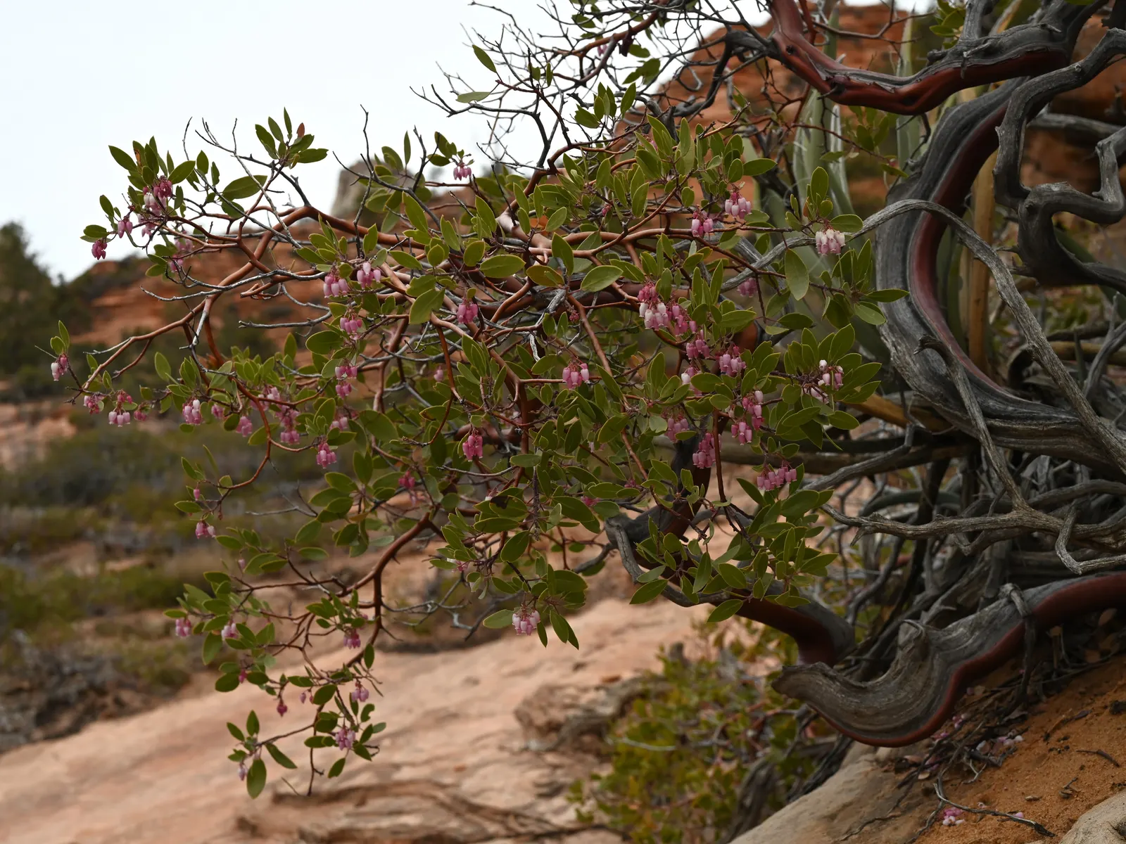 Greenleaf Manzanita (Arctostaphylos Patula) — the plant produces red to brownish spherical berries; boasting an average height of 3 to 6 feet with a spread of