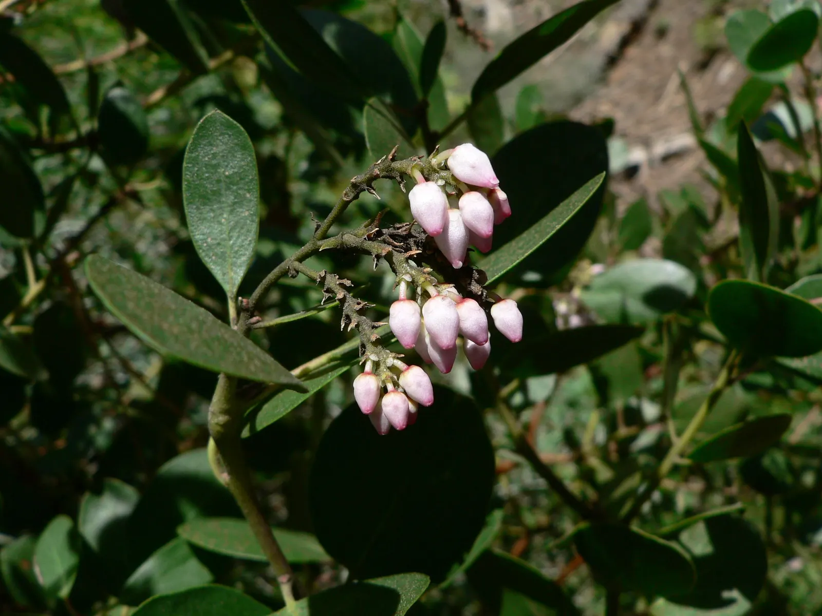 Greenleaf Manzanita (Arctostaphylos Patula) — Prefers well-drained soils and full sun, adding a rugged, naturalistic appeal to any landscape