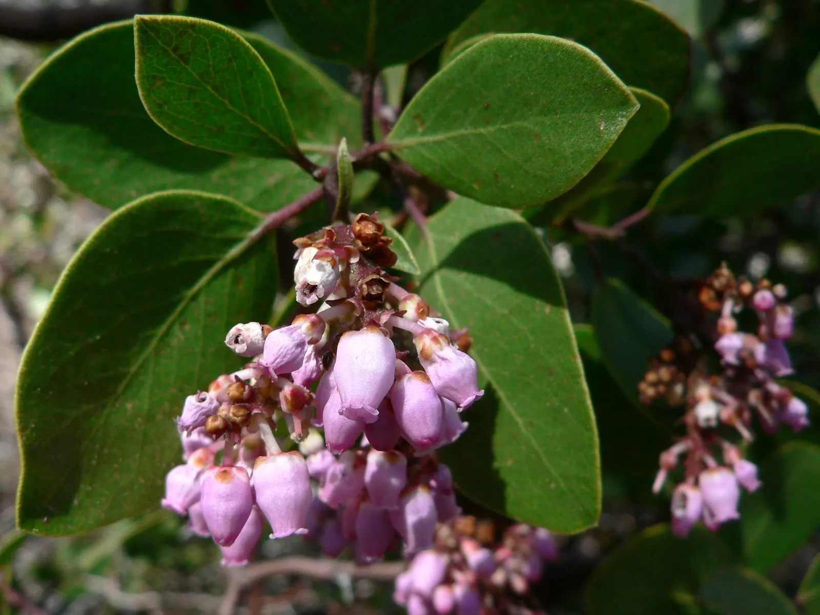 Greenleaf Manzanita (Arctostaphylos Patula) — Characterized by its smooth