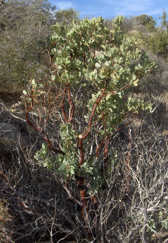 Greenleaf Manzanita (Arctostaphylos Patula) — Characterized by its smooth; its drought tolerance is exceptional once established