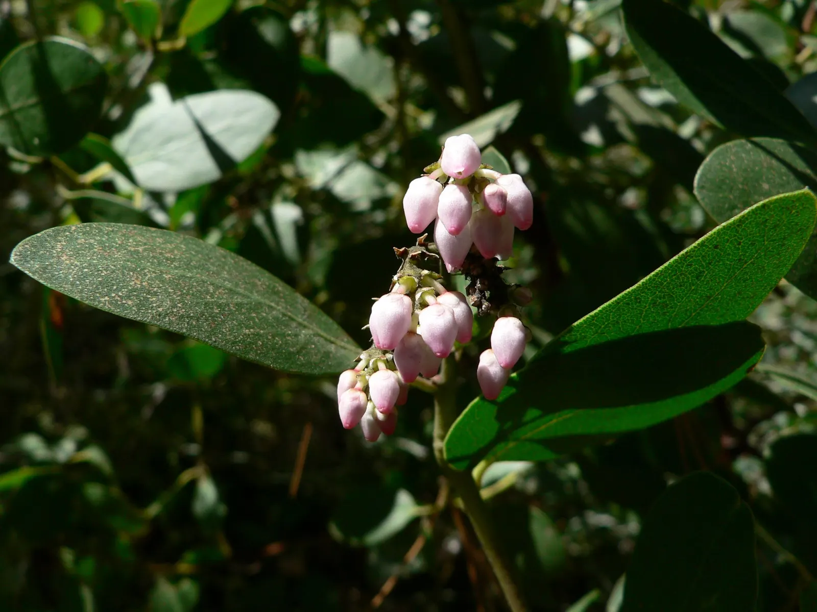 Greenleaf Manzanita (Arctostaphylos Patula) — Its drought tolerance is exceptional once established; following the blooming period