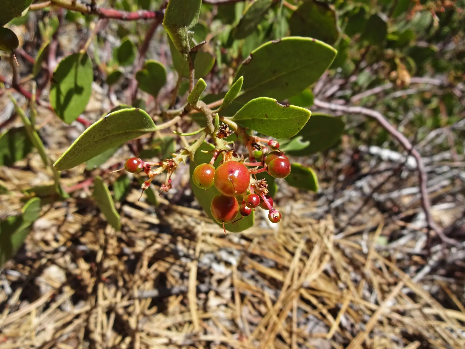 Greenleaf Manzanita (Arctostaphylos Patula) — Following the blooming period; shrub for full or half
