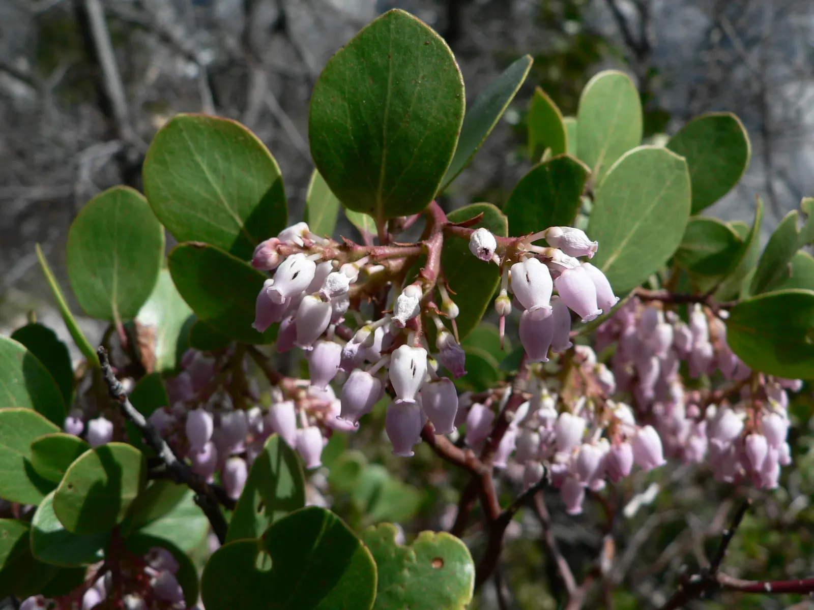Greenleaf Manzanita (Arctostaphylos Patula) — which not only add a splash of color but also attract pollinators like bees and butterflies; each approximately