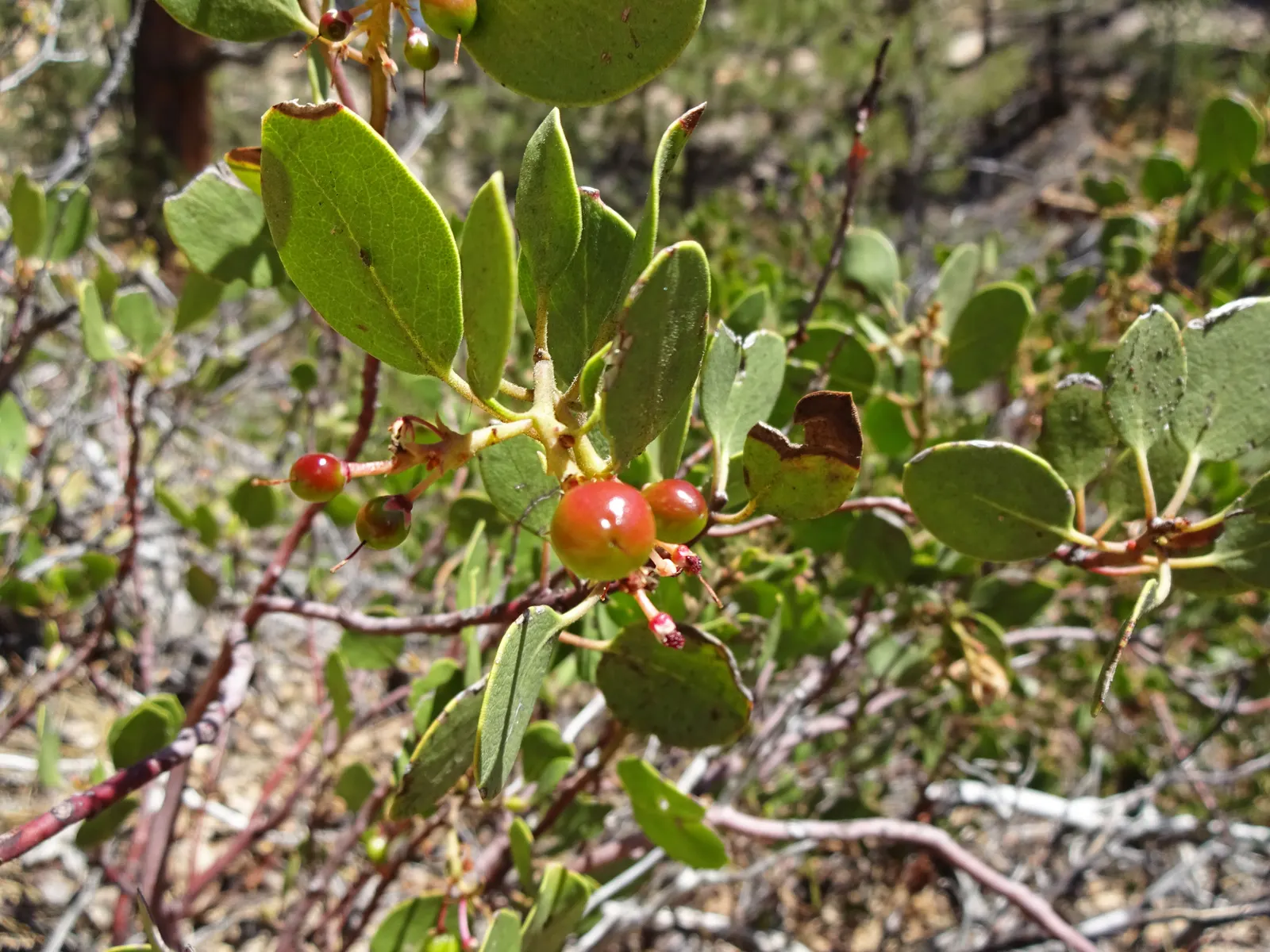 Greenleaf Manzanita (Arctostaphylos Patula) — and showing a particular preference for acidic substrates; minimal water requirement once established