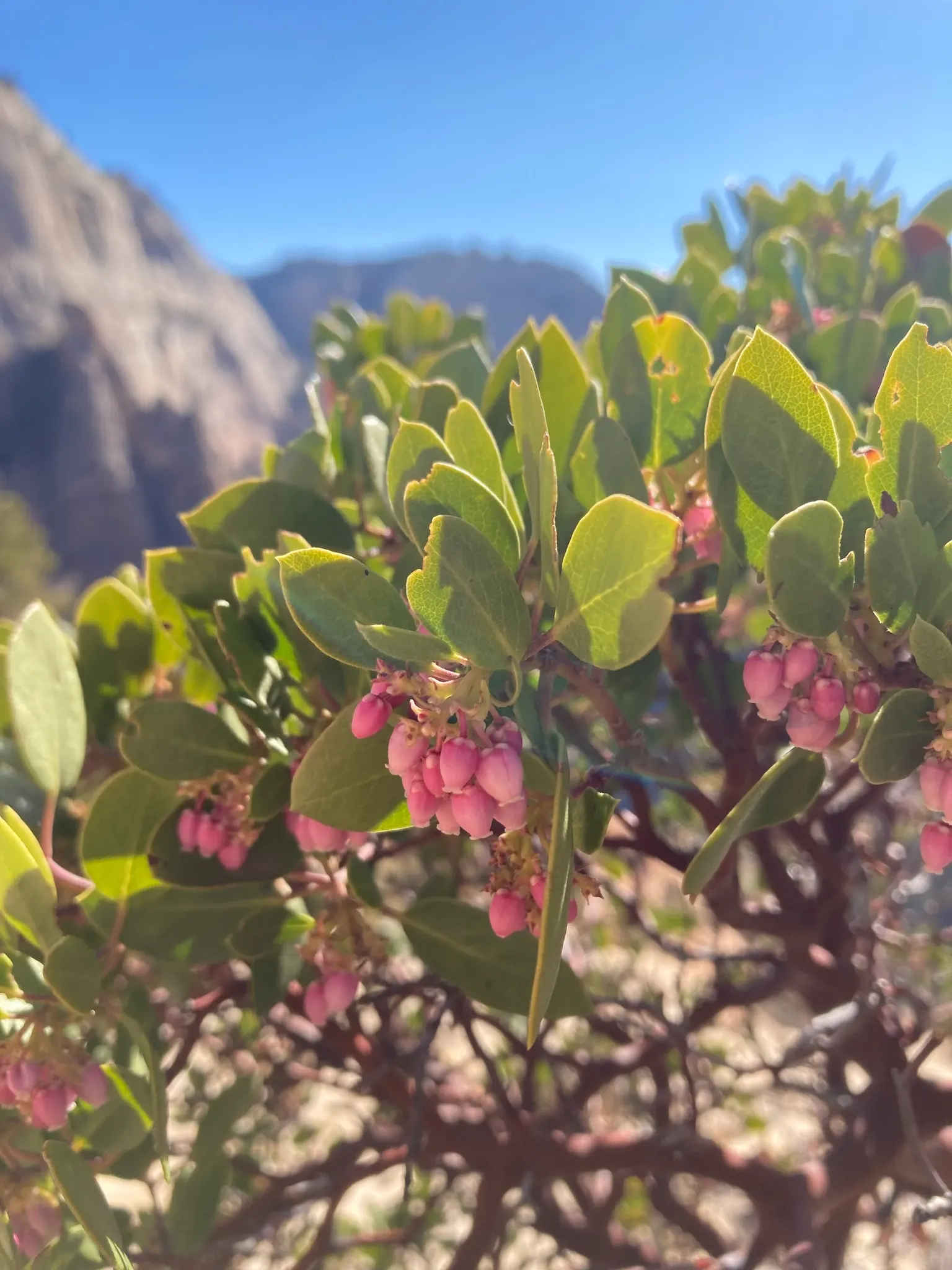 Greenleaf Manzanita (Arctostaphylos Patula) — each approximately 0.3 to 0.5 inches in diameter; the plant produces red to brownish spherical berries