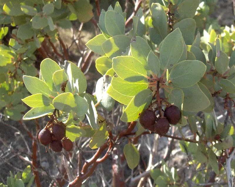 Greenleaf Manzanita (Arctostaphylos Patula) — low-maintenance garden layouts; requiring well-drained soils