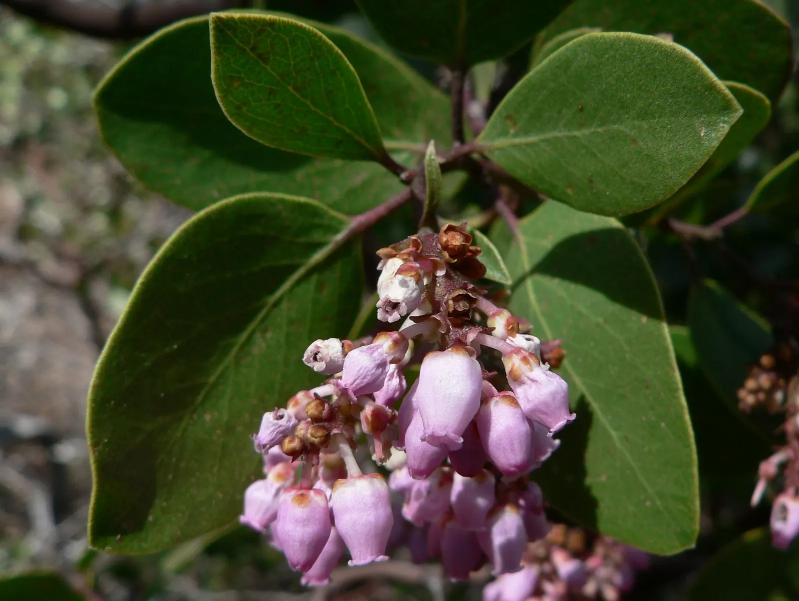 Greenleaf Manzanita (Arctostaphylos Patula) — this species is well-suited for creating natural