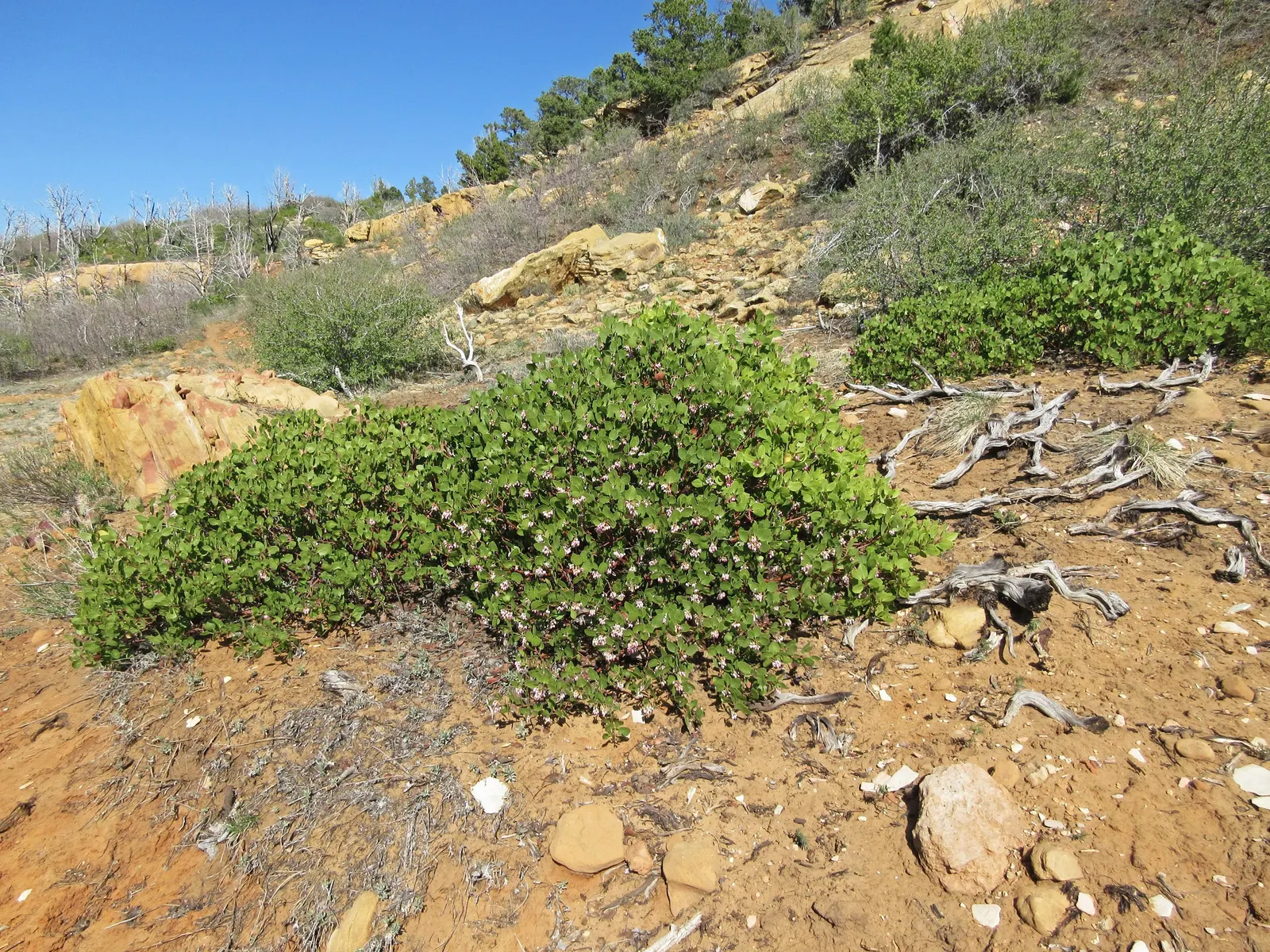 Greenleaf Manzanita (Arctostaphylos Patula) — making it an ideal candidate for xeriscaping or regions with water restrictions; pink flowers in the garden