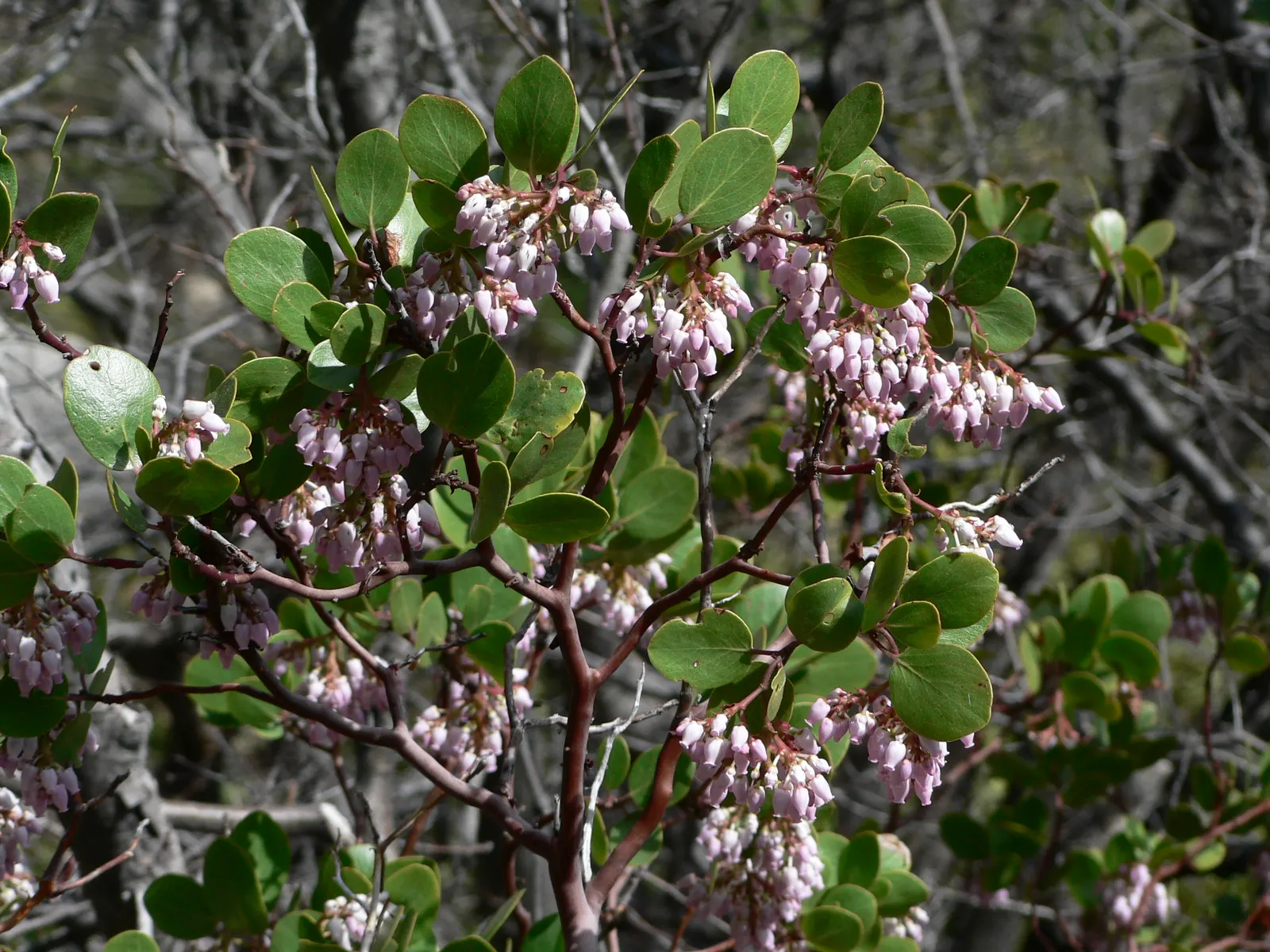 Greenleaf Manzanita (Arctostaphylos Patula) — requiring well-drained soils; shrub with pink blooms