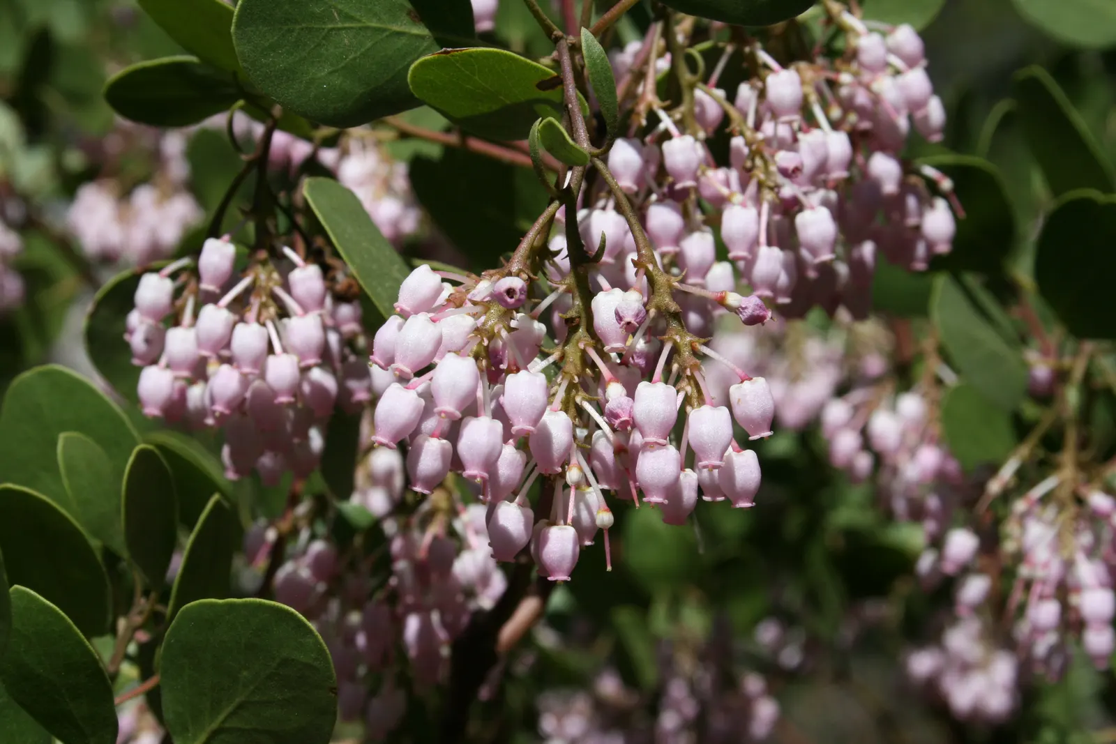 Greenleaf Manzanita (Arctostaphylos Patula) — shiny appearance that persists throughout the year; this species is well-suited for creating natural