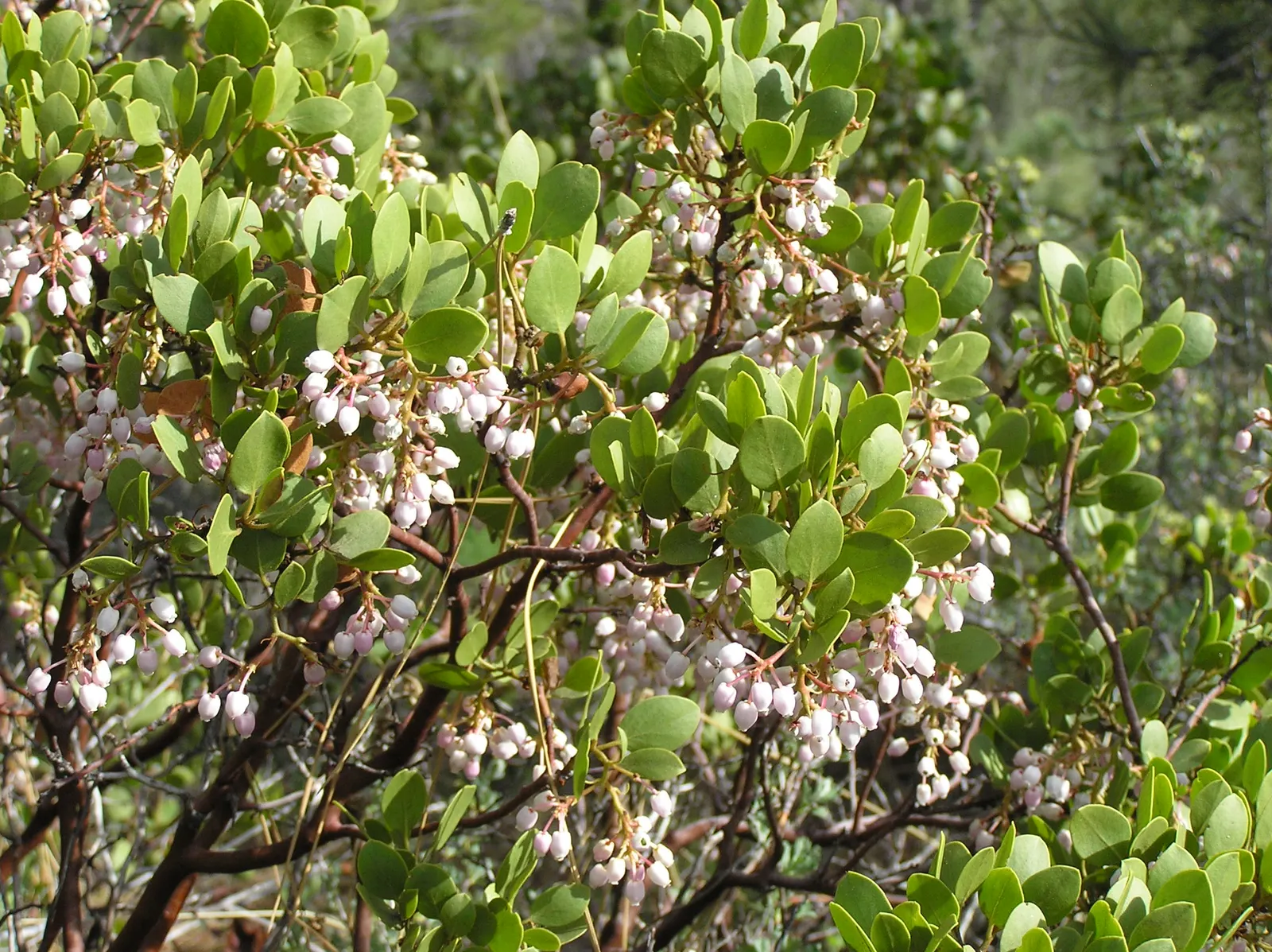 Greenleaf Manzanita (Arctostaphylos Patula) — this species is well-suited for creating natural; low-maintenance garden layouts