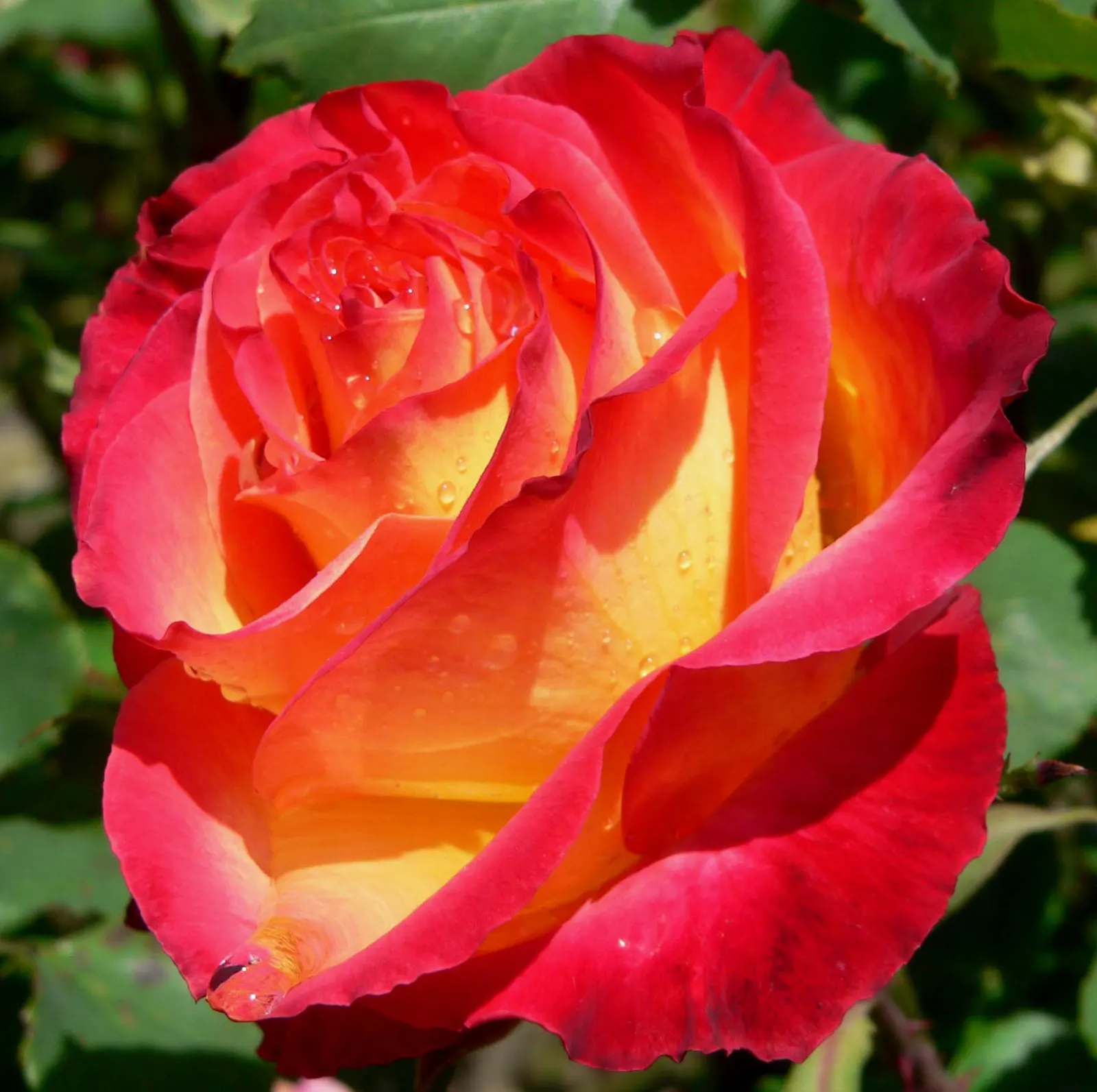 Perfect Moment Rose (Rosa 'Perfect Moment') — with a spread of 2 to 3 feet