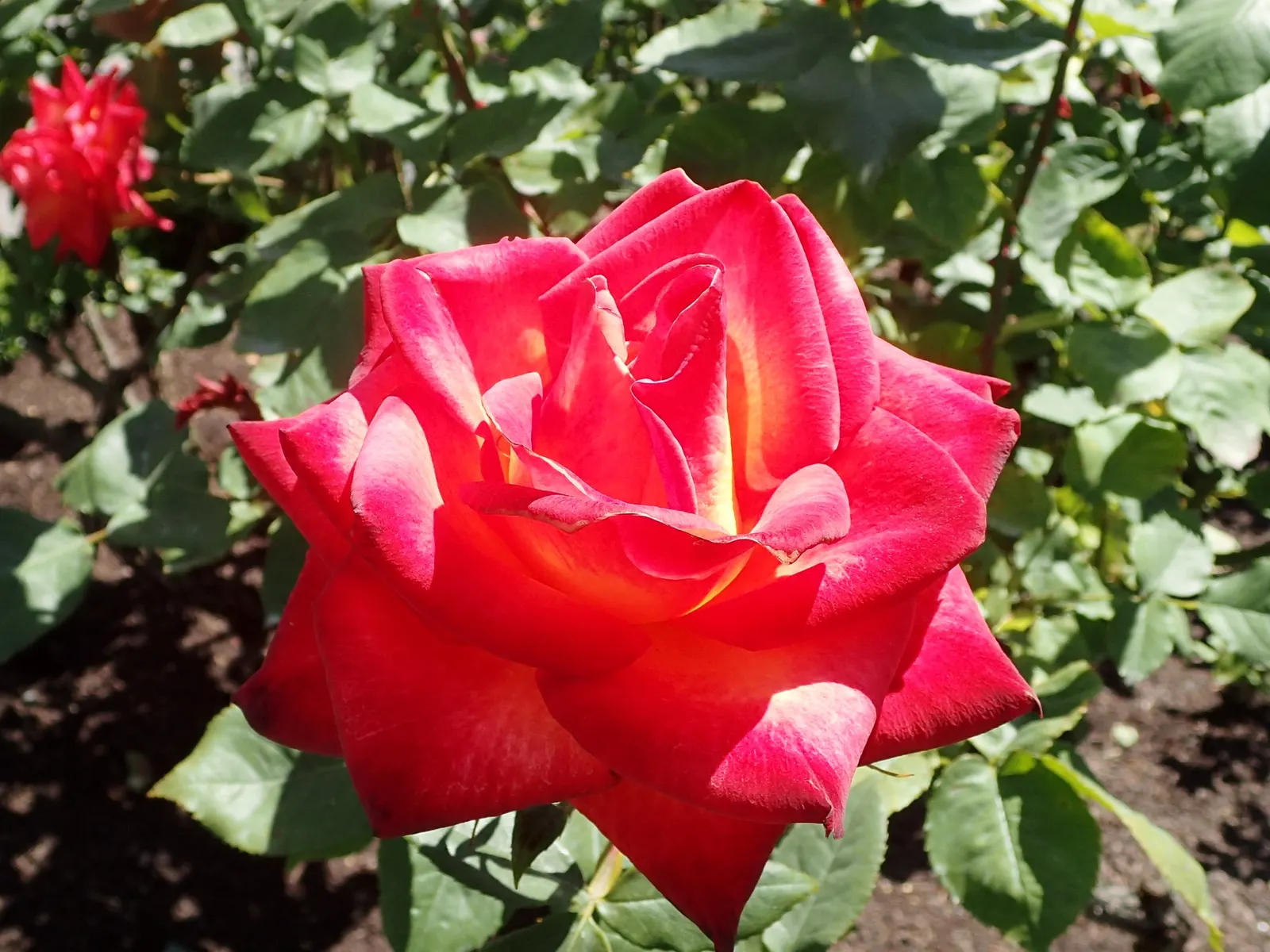 Perfect Moment Rose (Rosa 'Perfect Moment') — making it suitable for a variety of garden designs