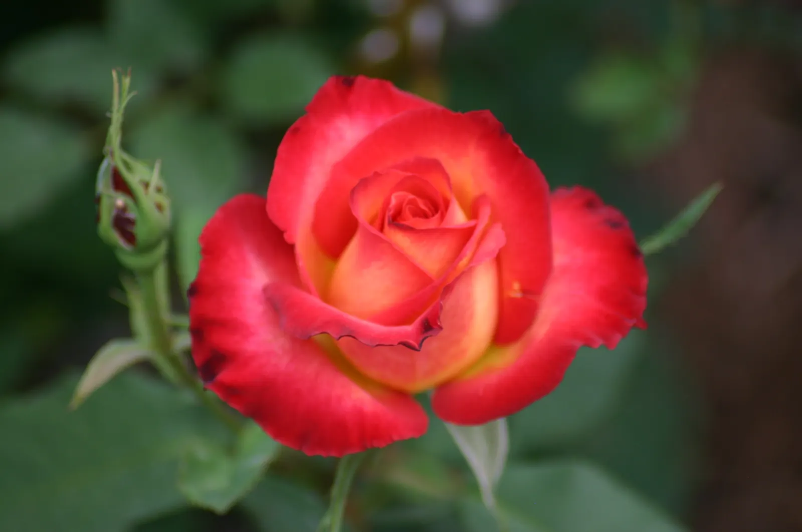 Perfect Moment Rose (Rosa 'Perfect Moment') — It requires full sun and well-drained soil
