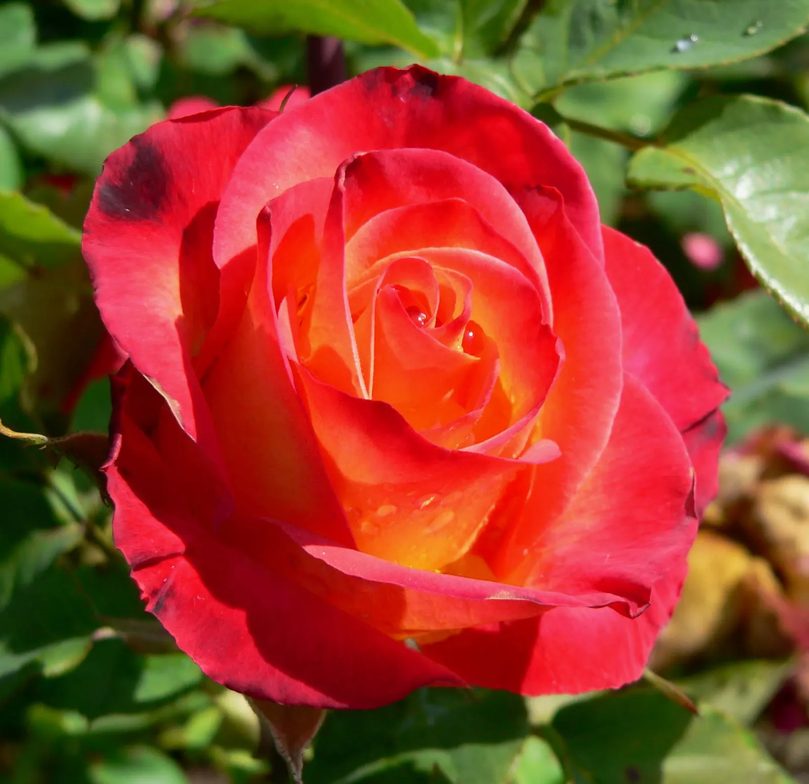 Perfect Moment Rose (Rosa 'Perfect Moment') — USDA zones 5-9 are most suitable for this variety