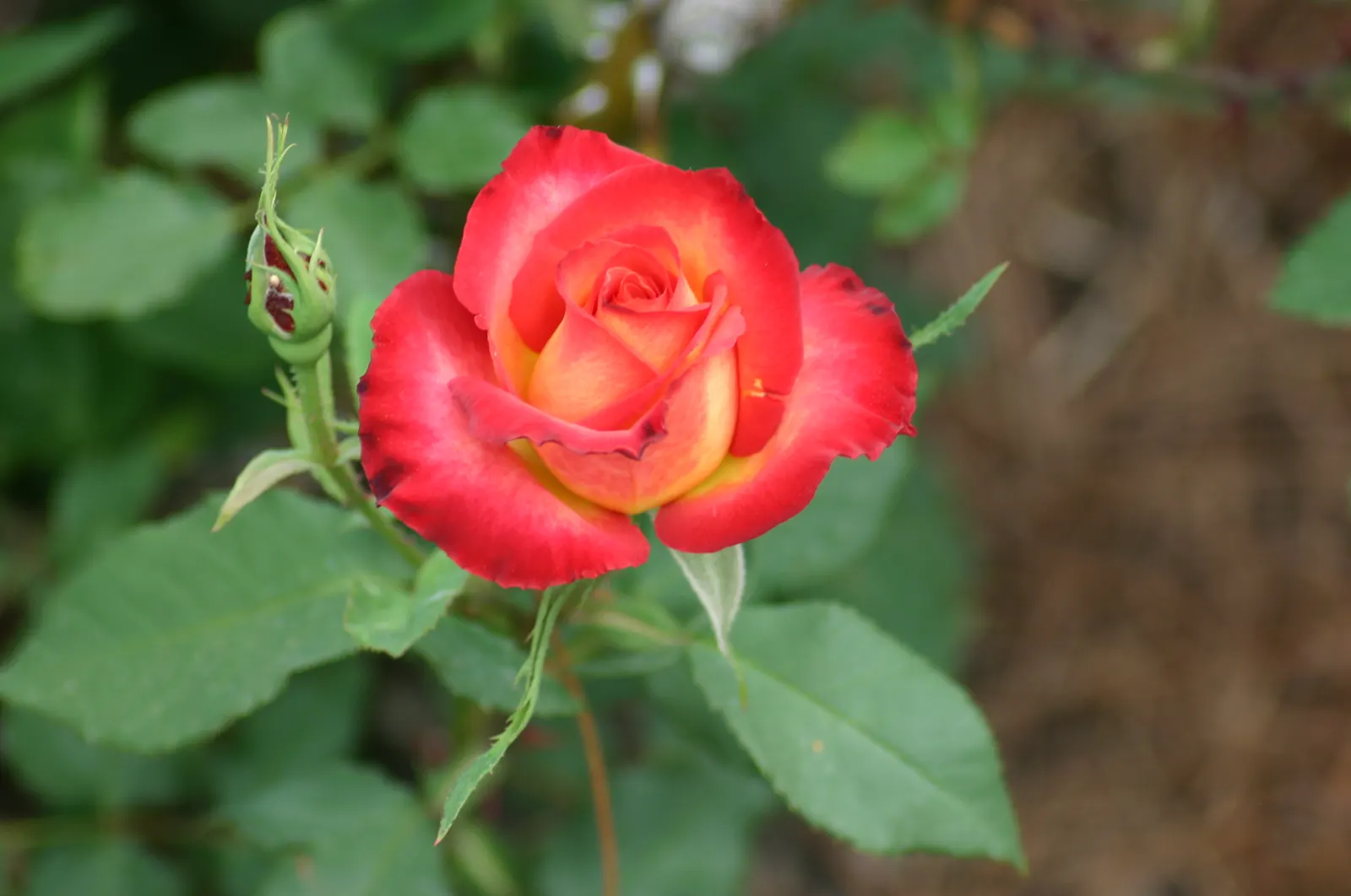 Perfect Moment Rose (Rosa 'Perfect Moment') — Ideal for beds and borders, this rose matures to about 4-5 feet in height and spreads up to 2-3 feet