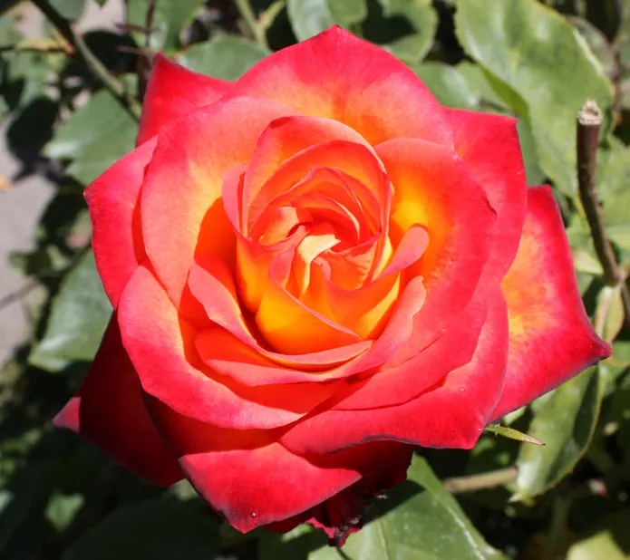 Perfect Moment Rose (Rosa 'Perfect Moment') — These fragrant flowers can reach up to 5 inches across, set against dark green, glossy foliage