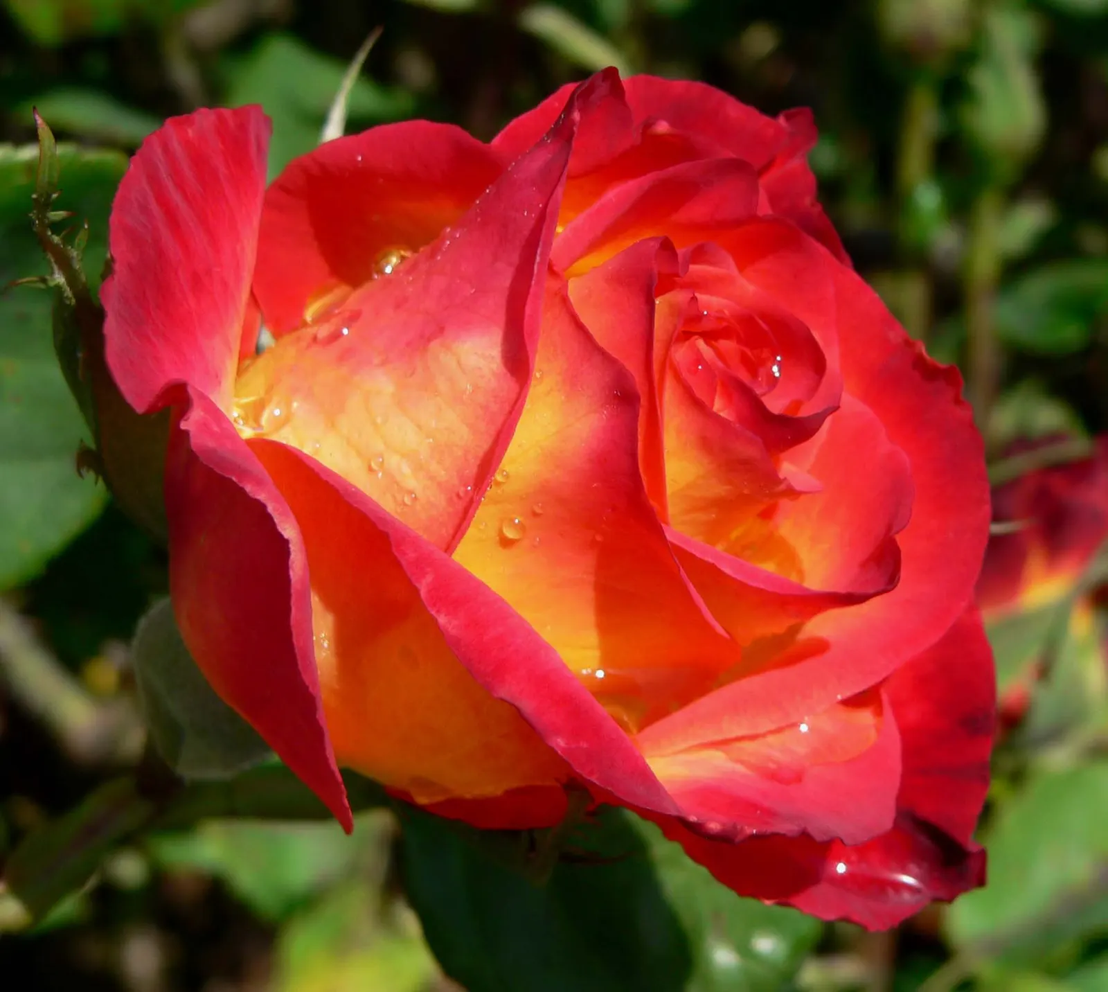 Perfect Moment Rose (Rosa 'Perfect Moment') — well-formed buds opening to reveal petals that blend deep yellow tones with rich red edges