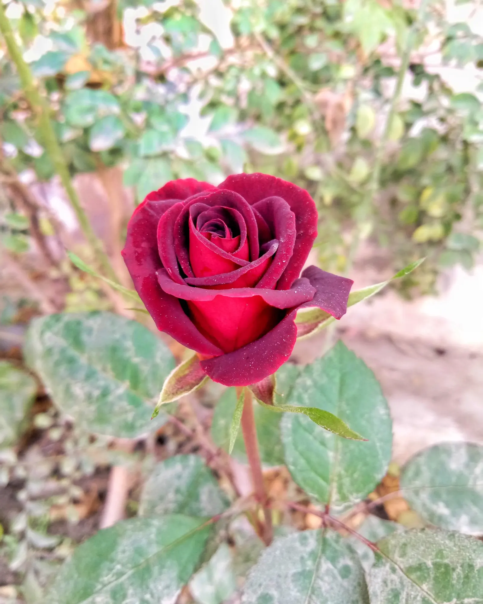Perfect Moment Rose (Rosa 'Perfect Moment') — the Rosa 'Perfect Moment' requires well-drained