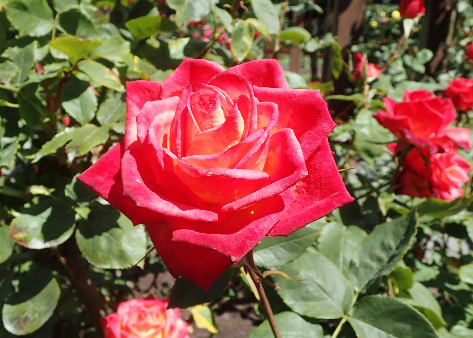 Perfect Moment Rose (Rosa 'Perfect Moment') — Regular watering is essential to keep the soil moist but not waterlogged