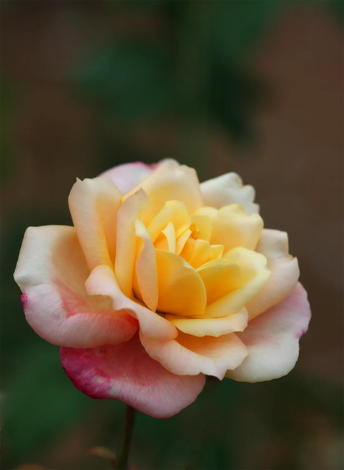Perfect Moment Rose (Rosa 'Perfect Moment') — To encourage new blooms and maintain a compact shape