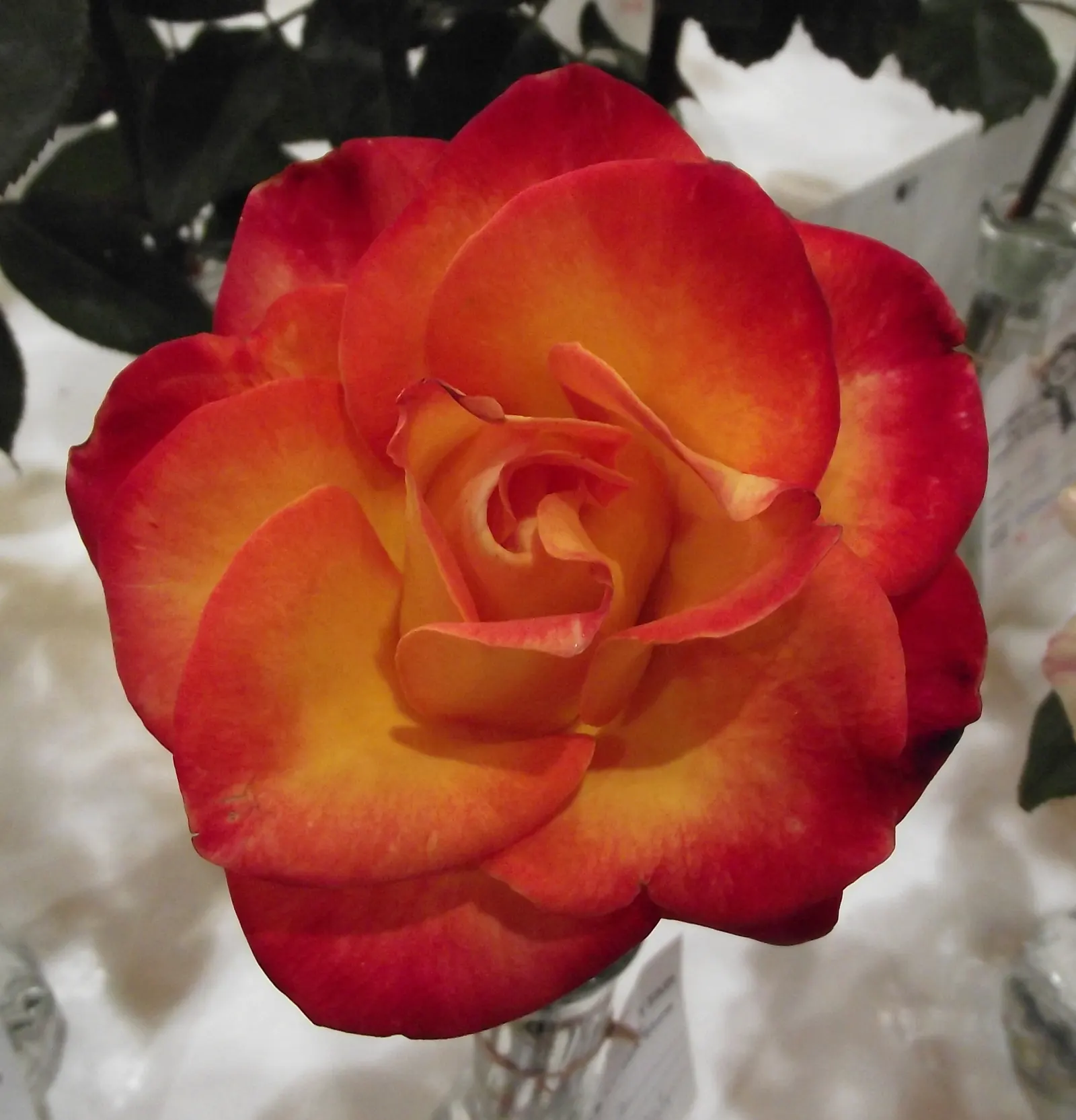 Perfect Moment Rose (Rosa 'Perfect Moment') — loamy soil with a pH range of 6.5 to 6.8