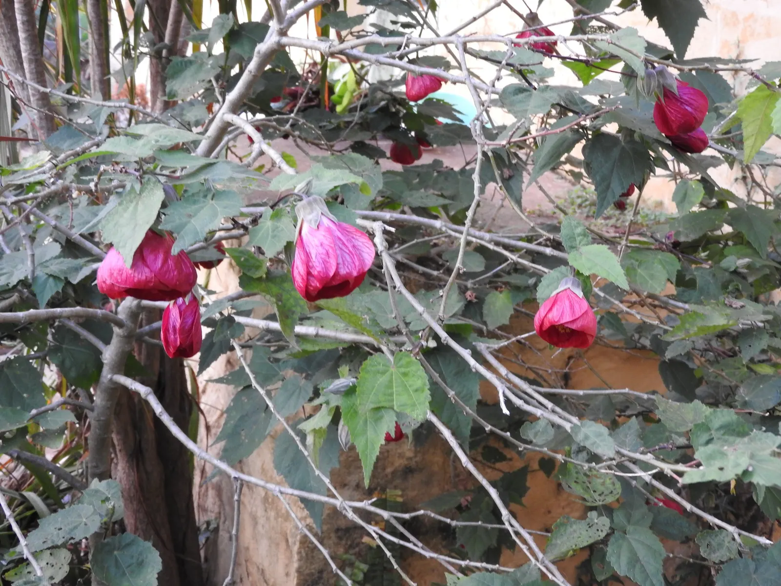 Nabob Flowering Maple (Abutilon 'Nabob') — Prefers well-drained soil; drought tolerant once established